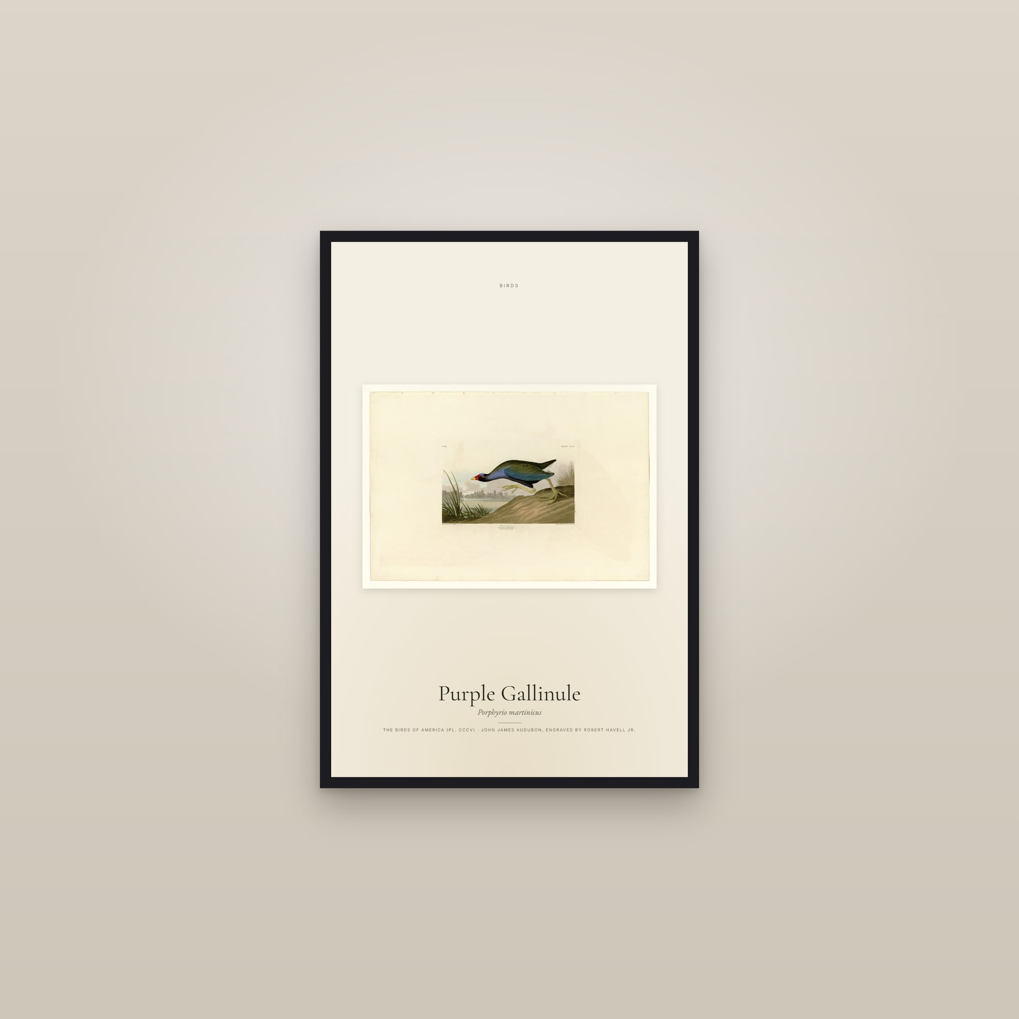 Purple Gallinule — framed in a gallery setting