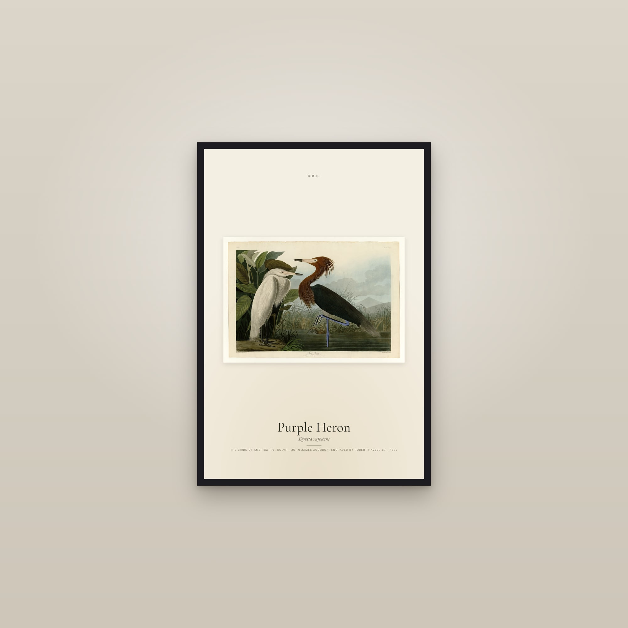 Purple Heron — framed in a gallery setting