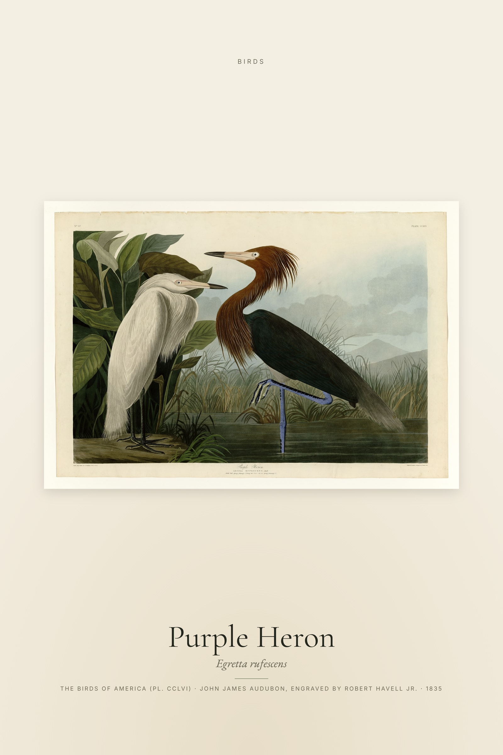Purple Heron