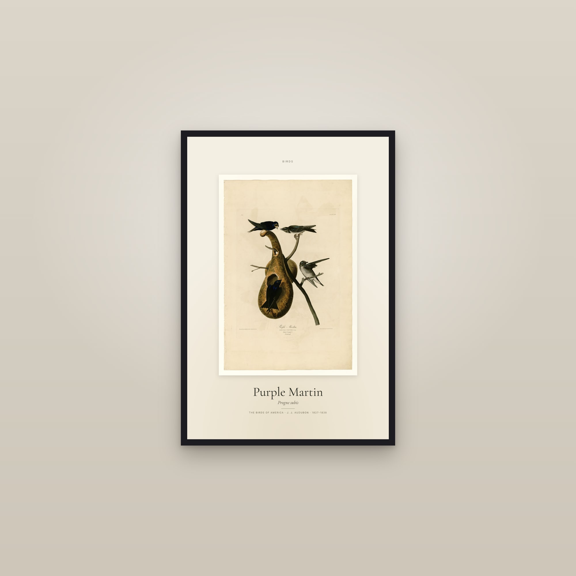 Purple Martin — Specimen — framed in a gallery setting