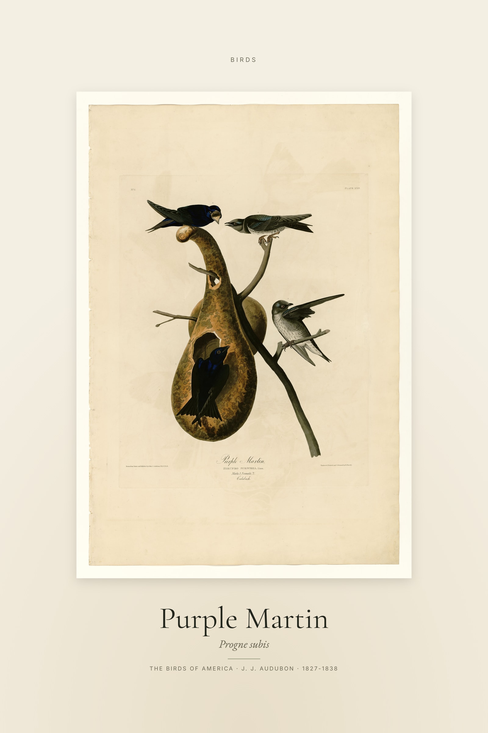 Purple Martin — Specimen