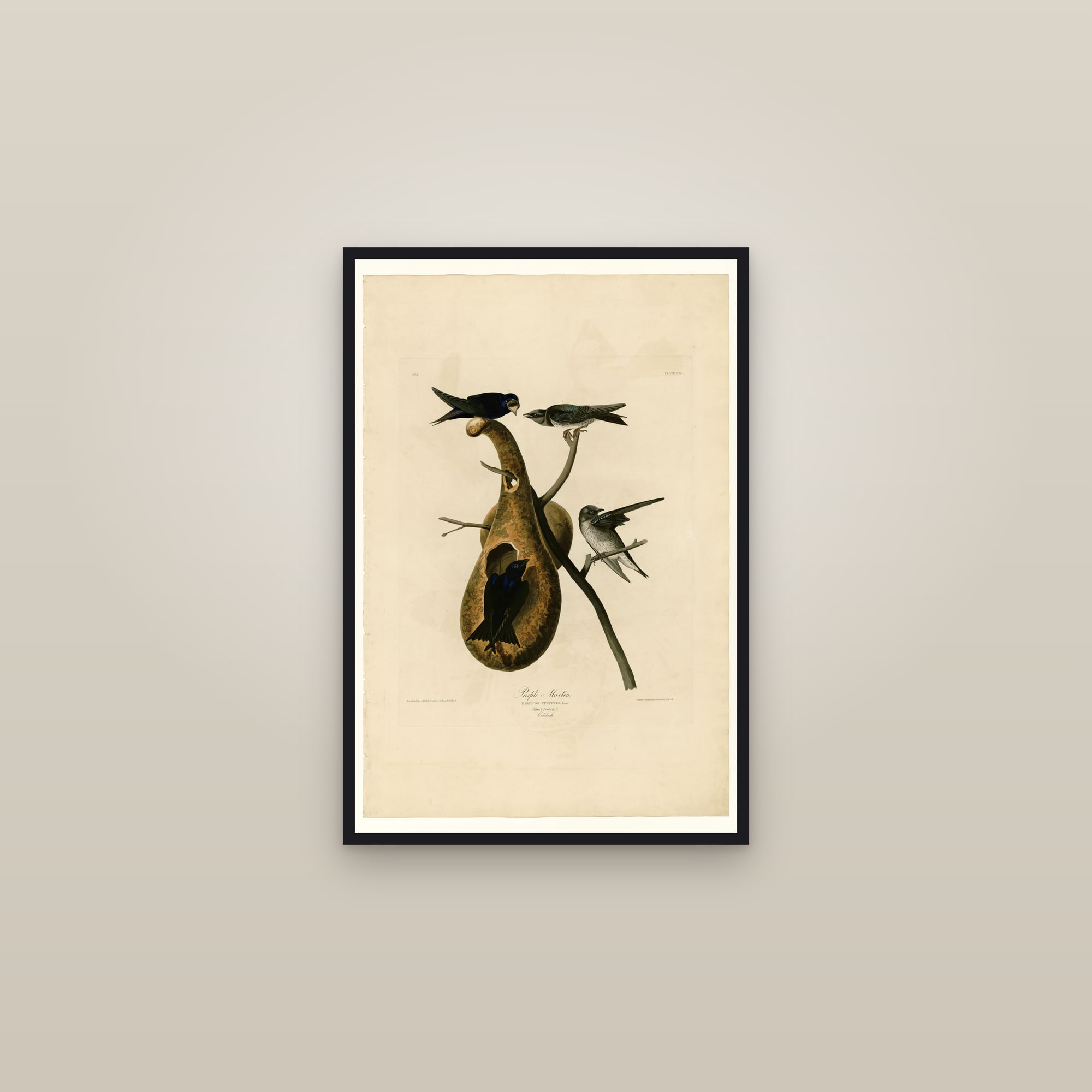 Purple Martin — framed in a gallery setting