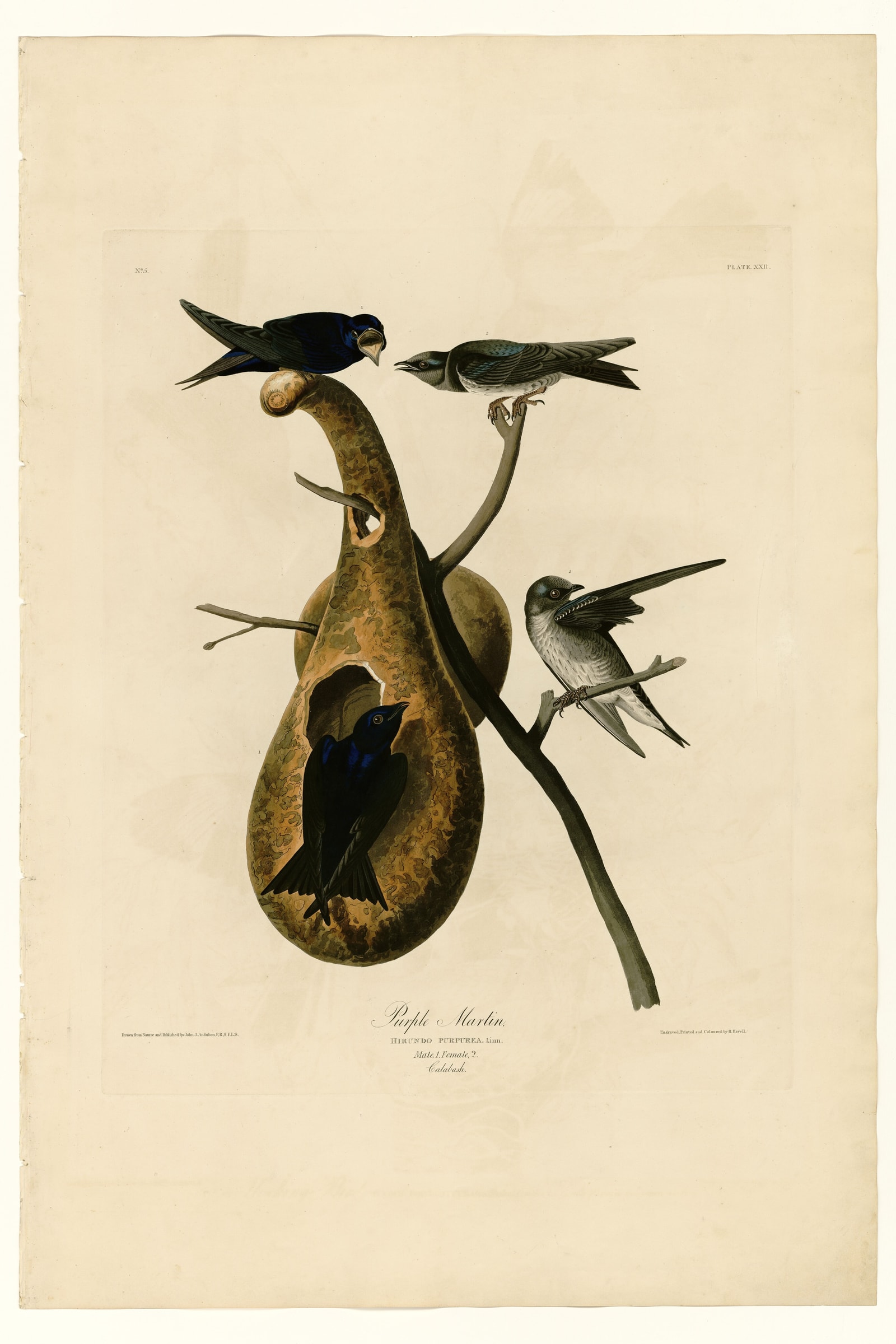 Purple Martin