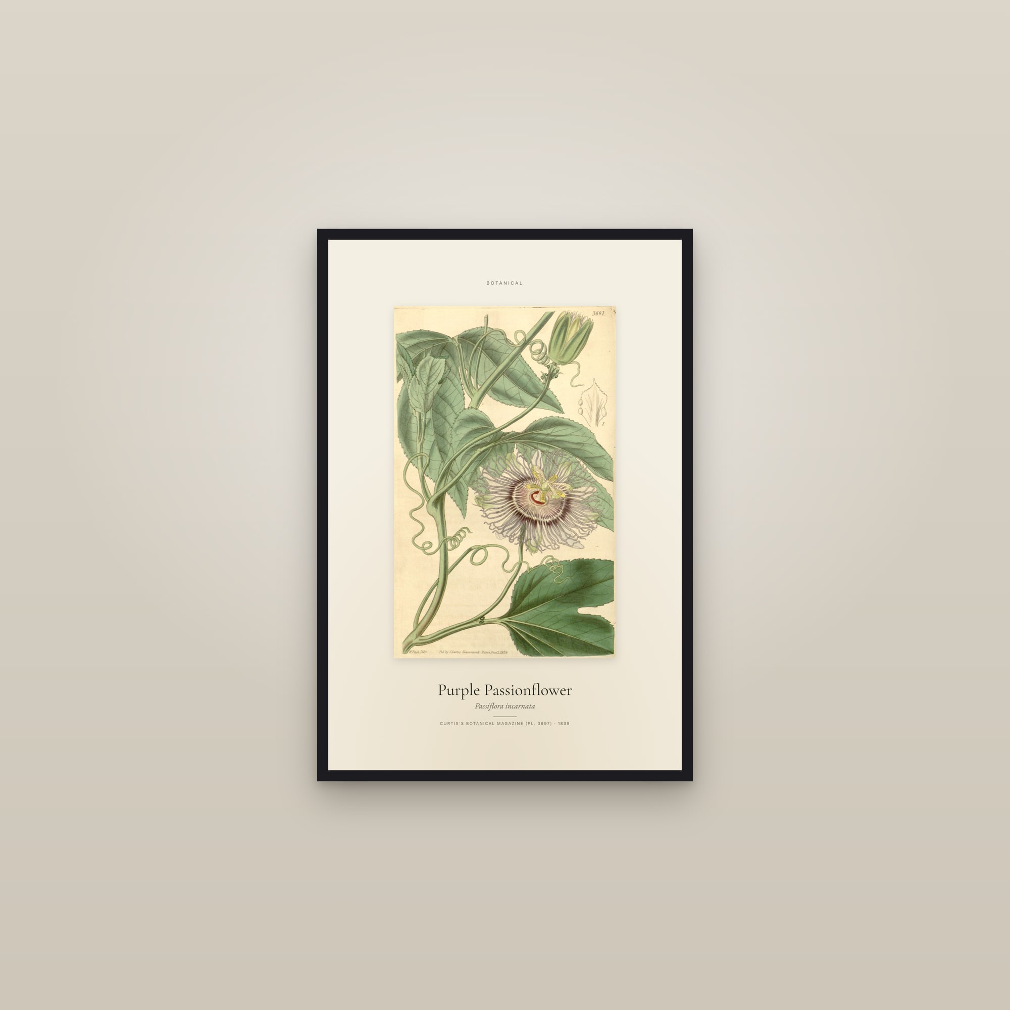Purple Passionflower — Specimen — framed in a gallery setting