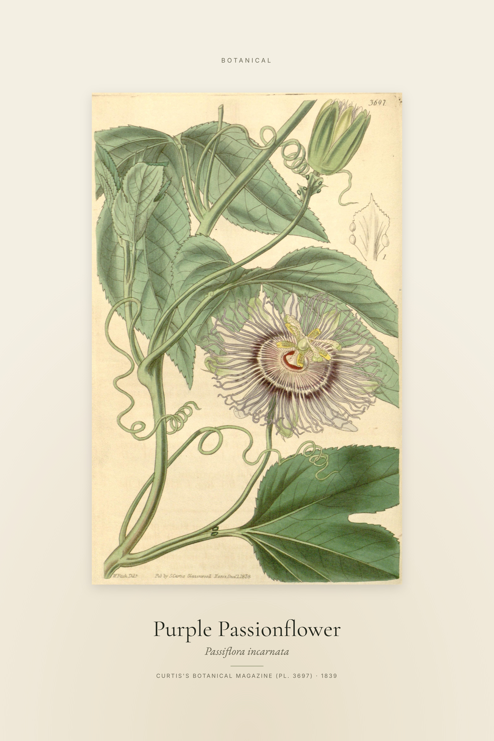 Purple Passionflower — Specimen
