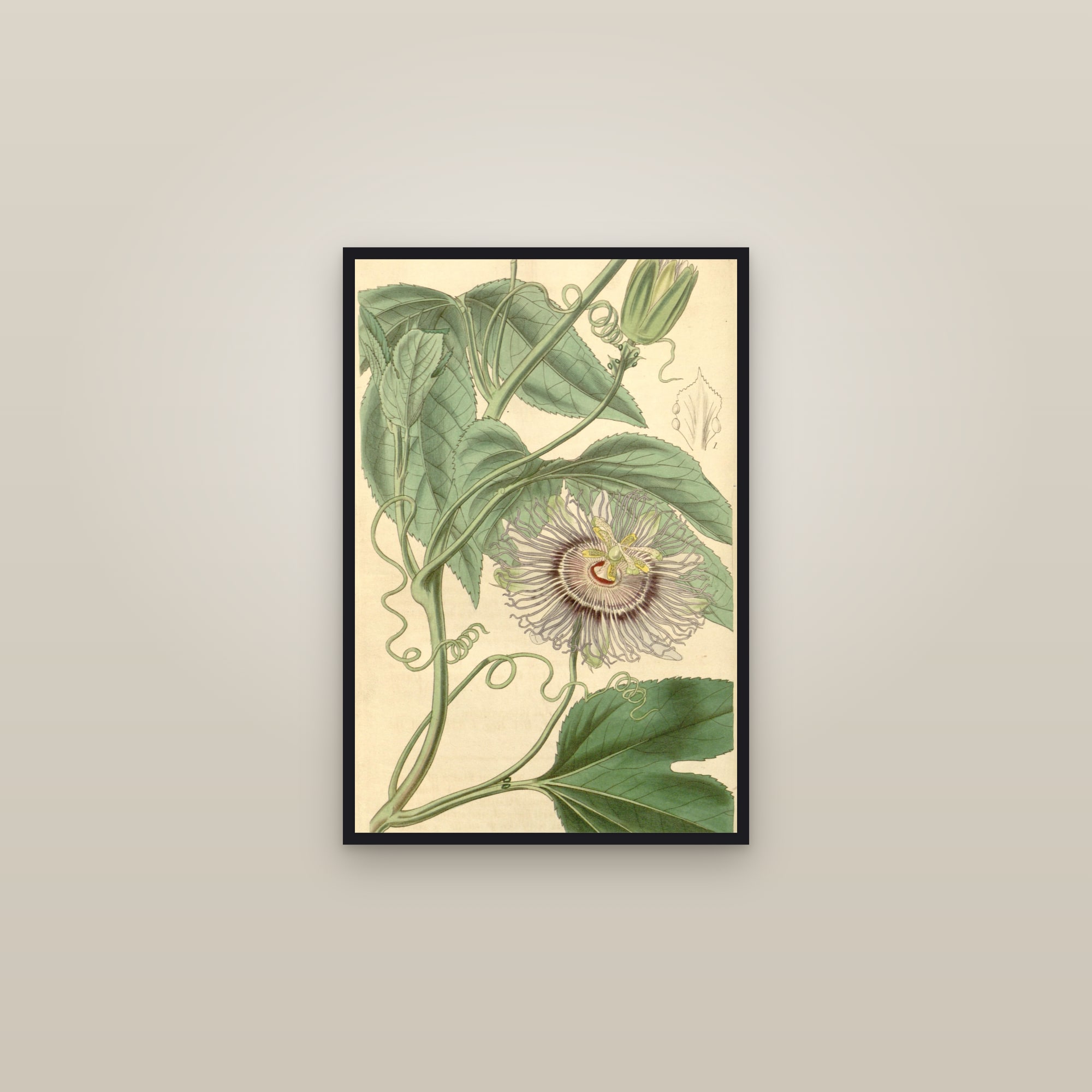 Purple Passionflower — framed in a gallery setting