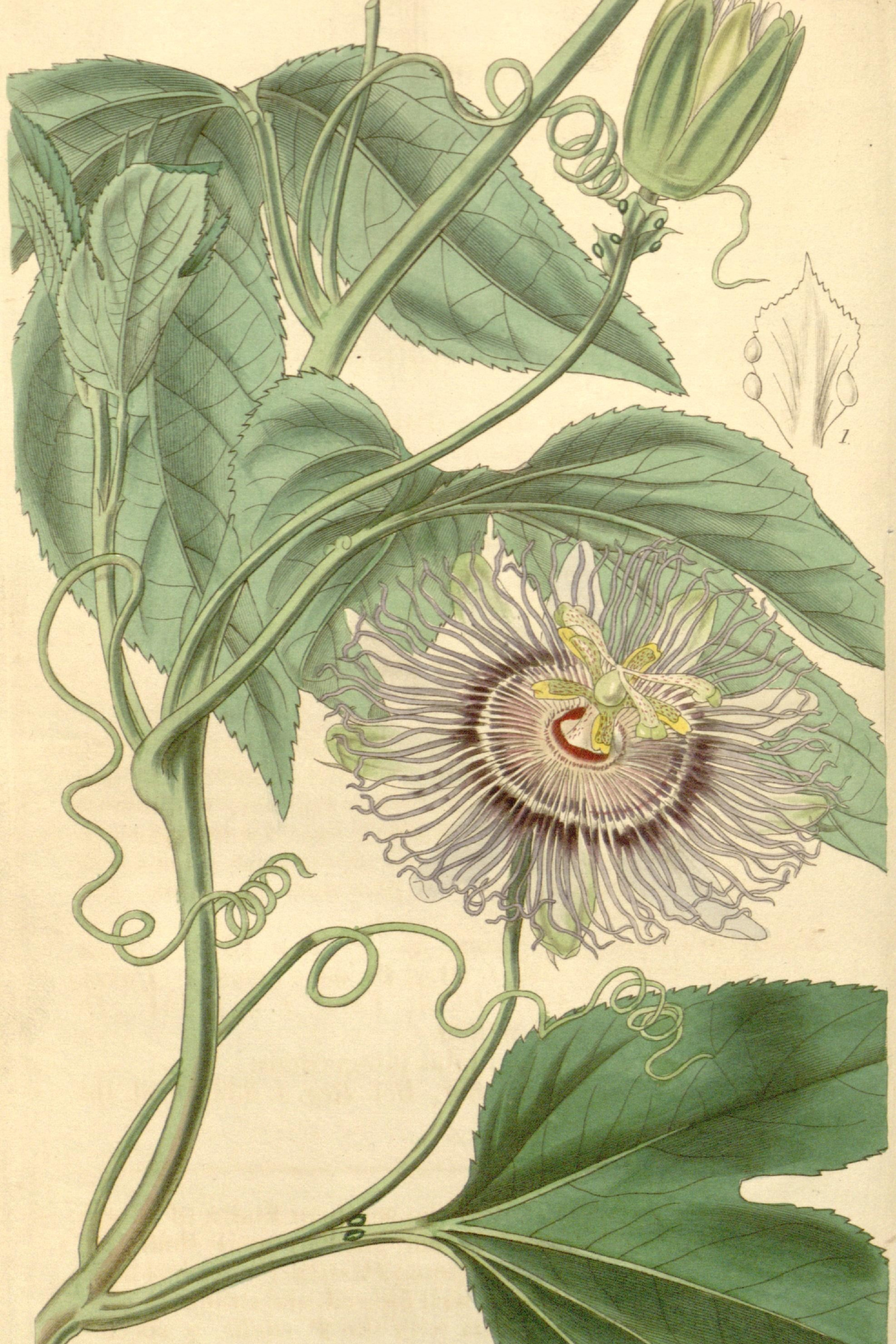 Purple Passionflower