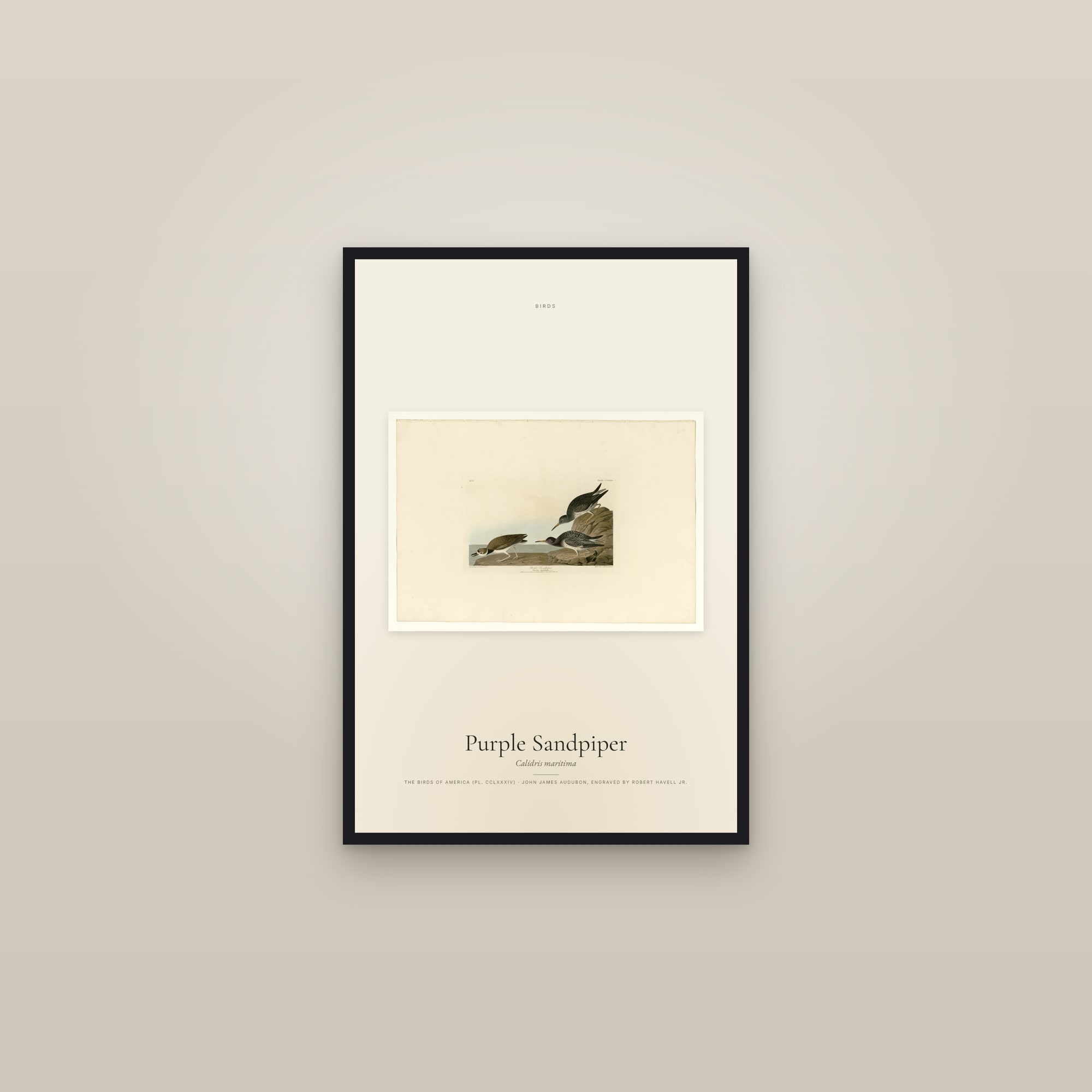 Purple Sandpiper — framed in a gallery setting