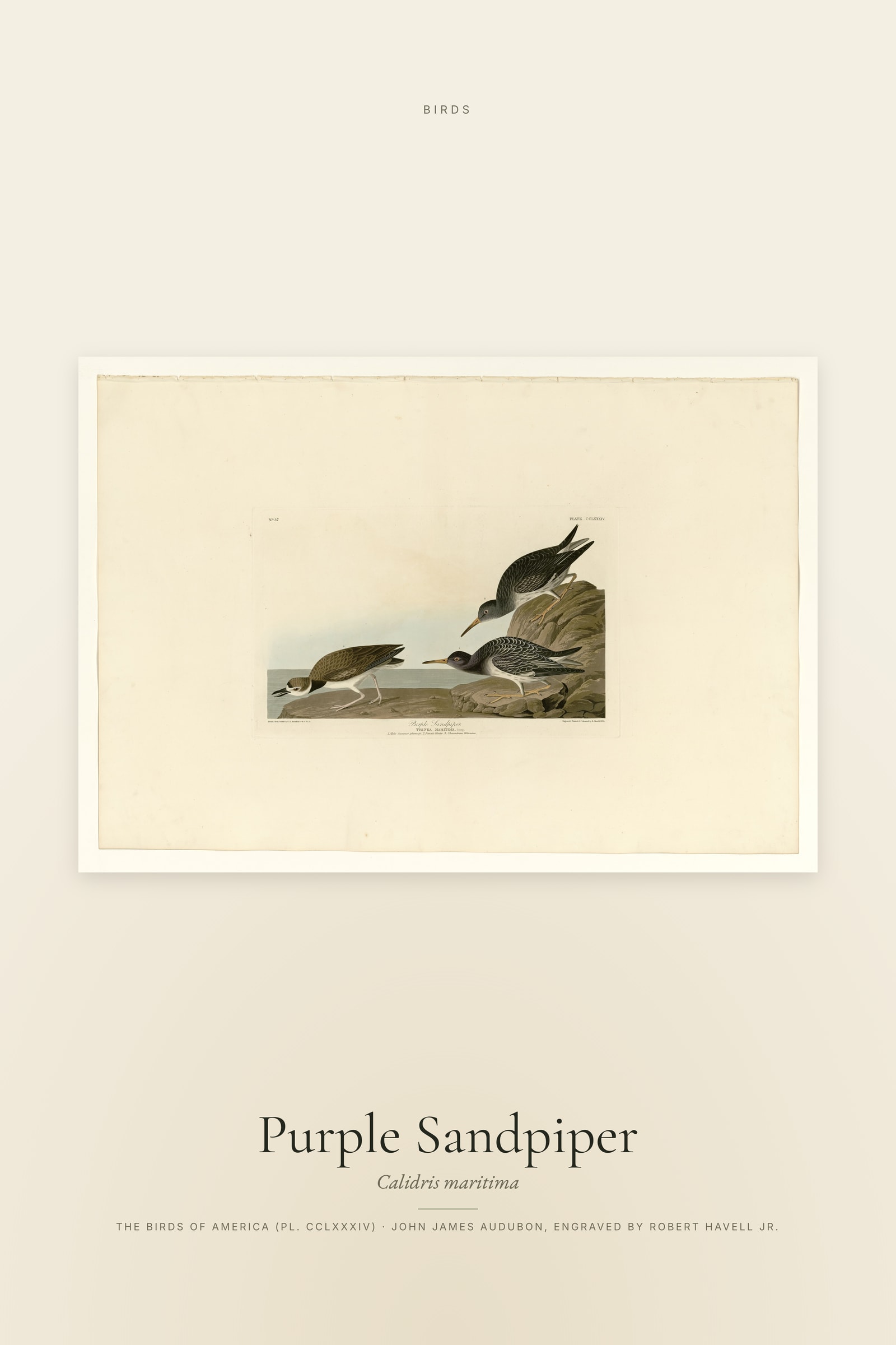 Purple Sandpiper