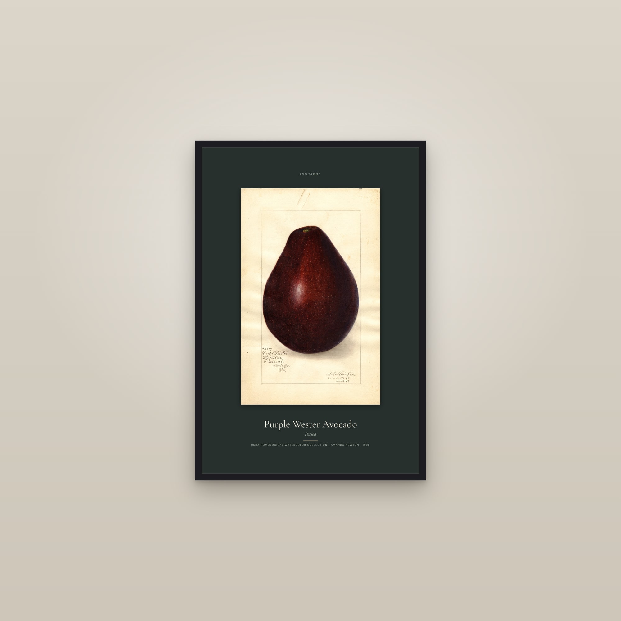 Purple Wester Avocado — Specimen — framed in a gallery setting