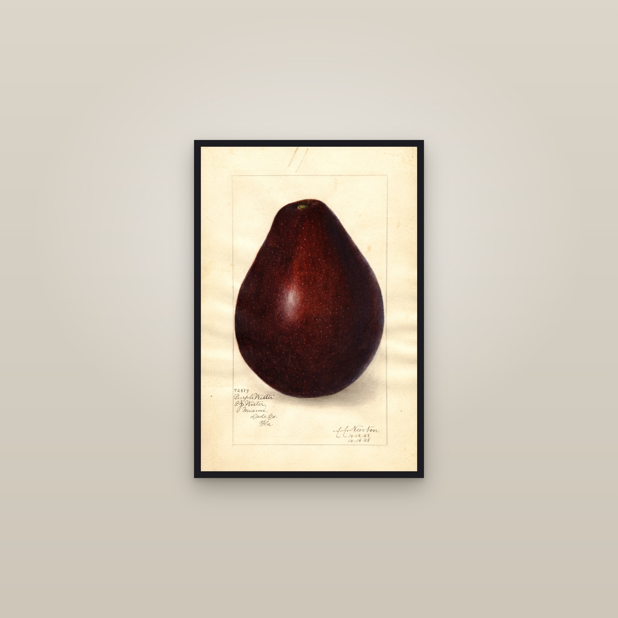 Purple Wester Avocado — framed in a gallery setting