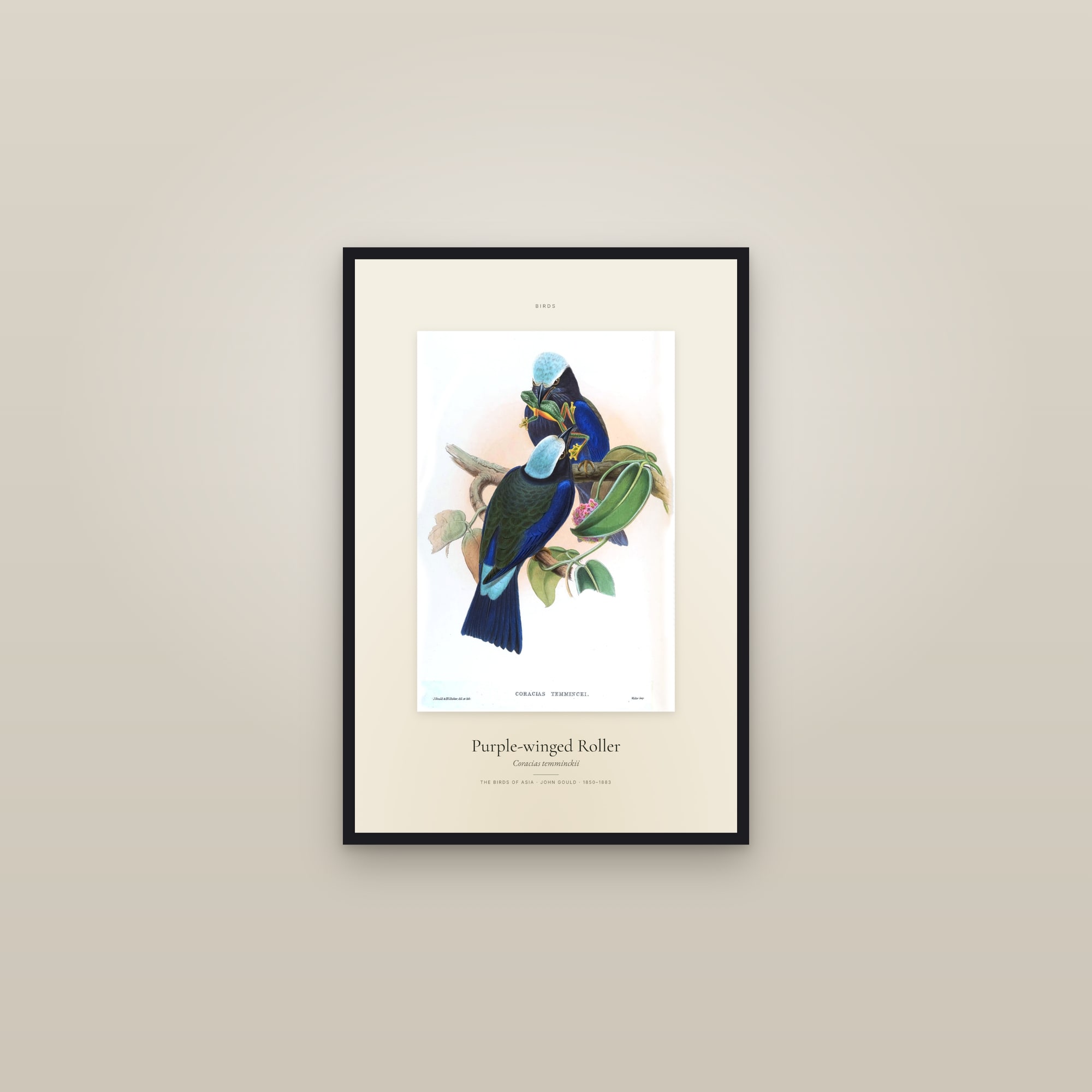 Purple-winged Roller — Specimen — framed in a gallery setting