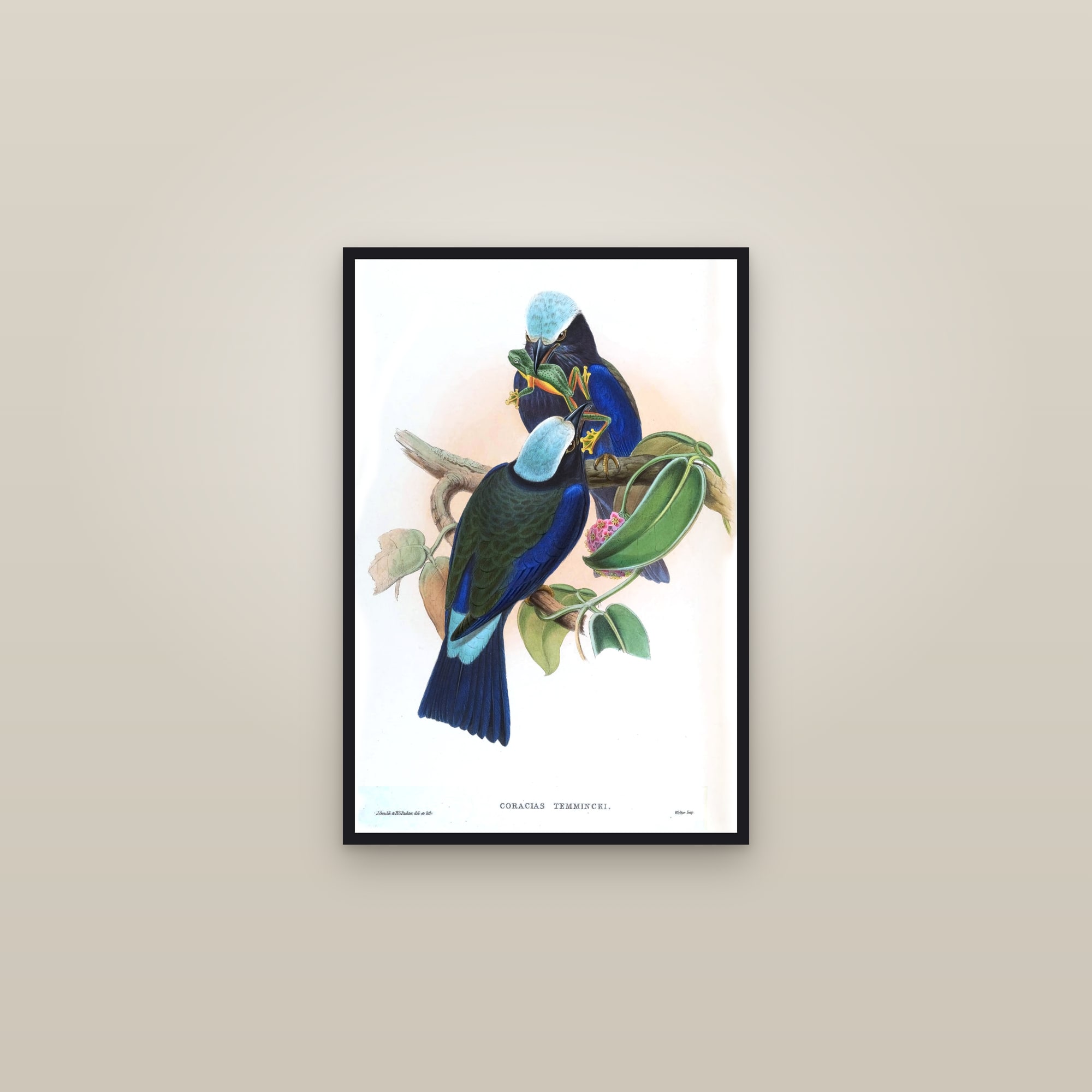 Purple-winged Roller — framed in a gallery setting