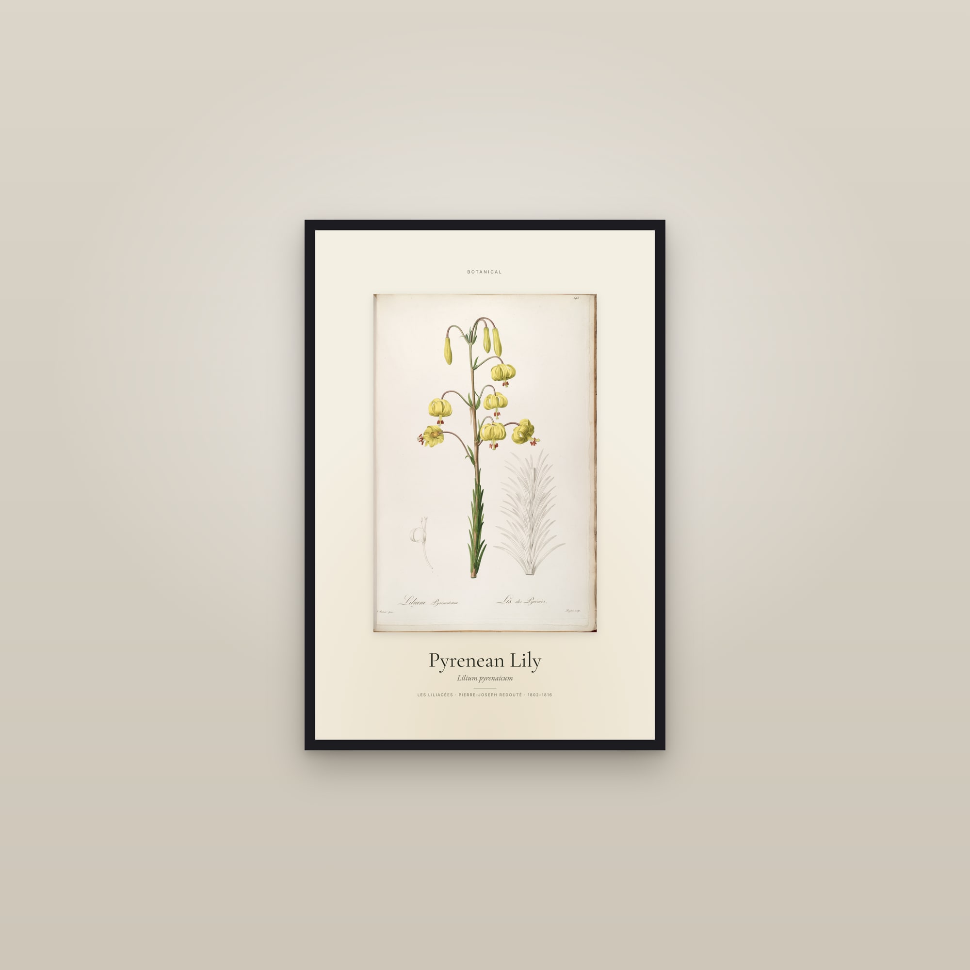 Pyrenean Lily — Specimen — framed in a gallery setting