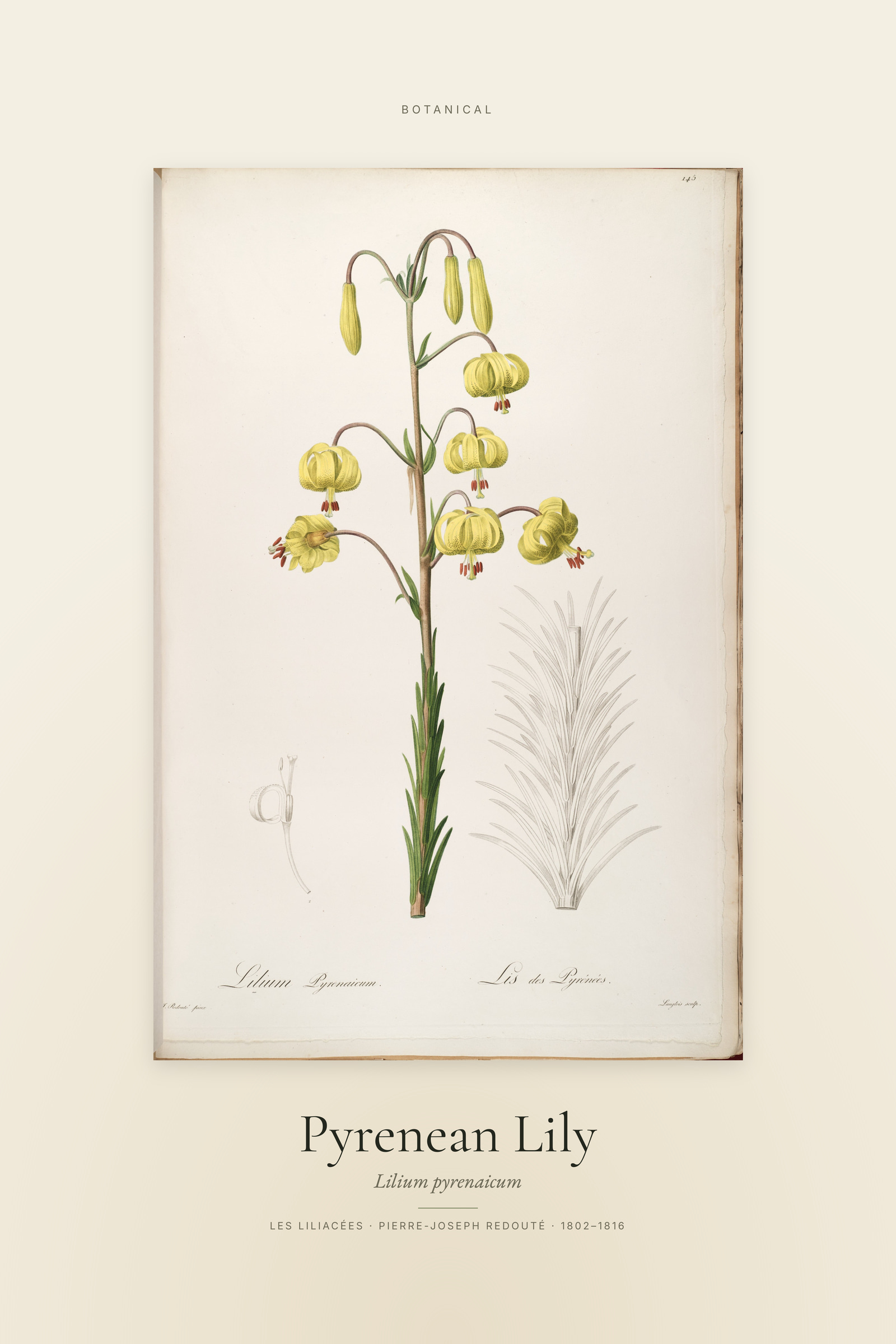 Pyrenean Lily — Specimen