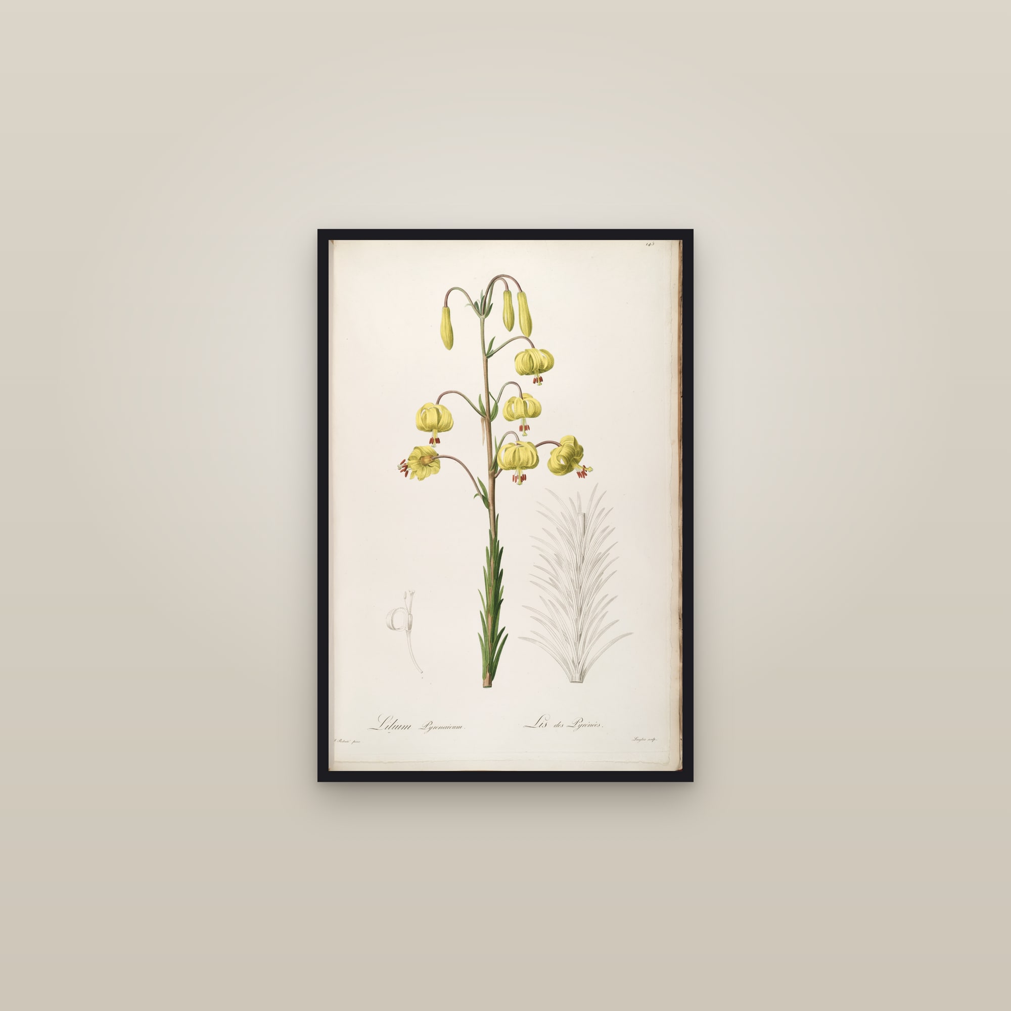 Pyrenean Lily — framed in a gallery setting