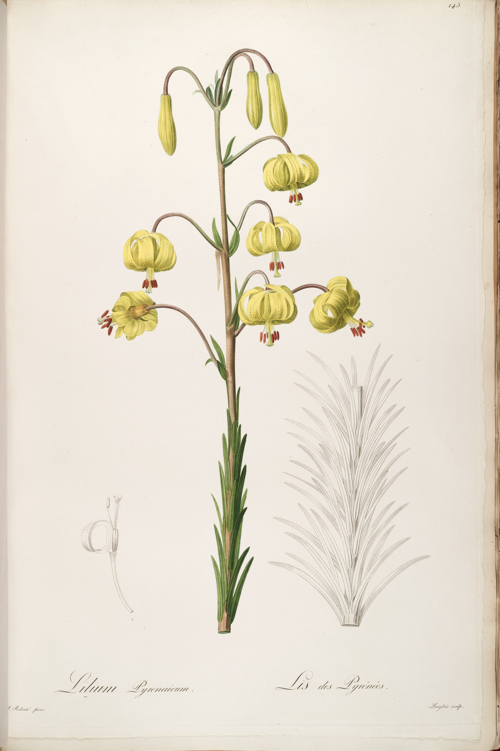 Pyrenean Lily