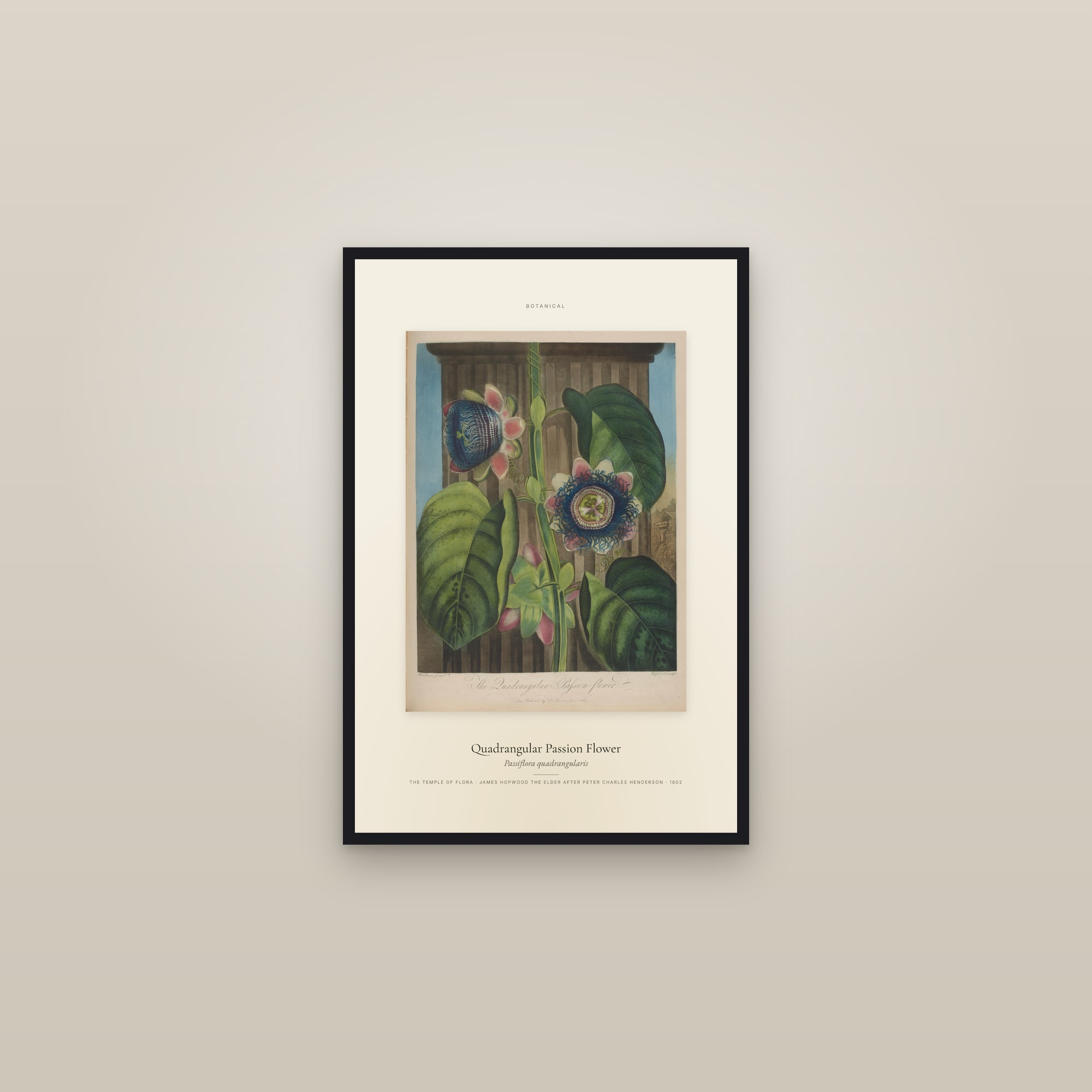 Quadrangular Passion Flower — Specimen — framed in a gallery setting