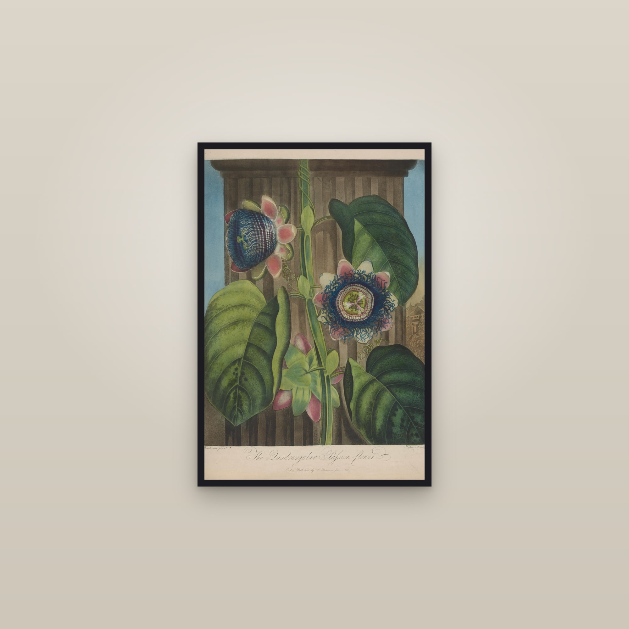 Quadrangular Passion Flower — framed in a gallery setting