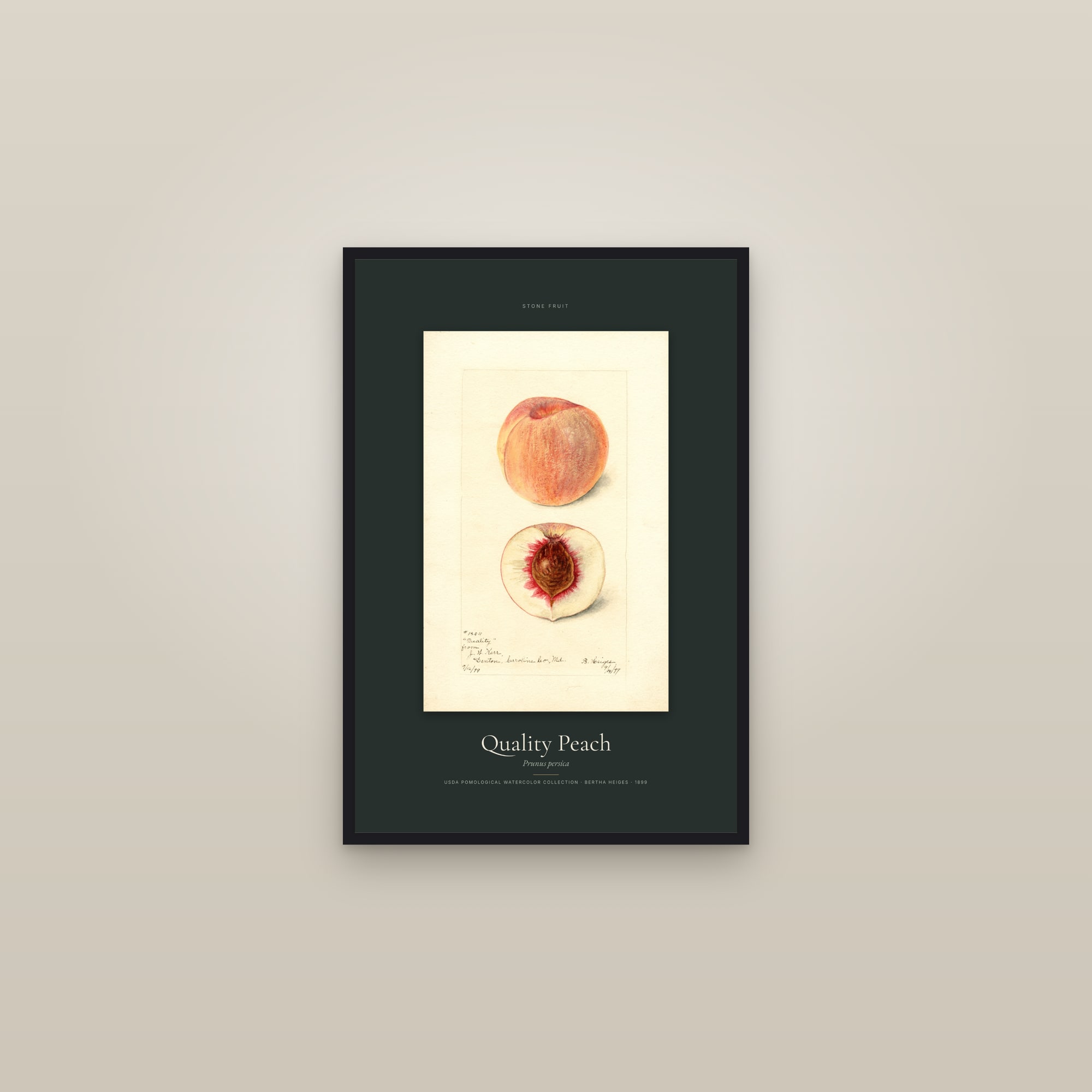 Quality Peach — Specimen — framed in a gallery setting