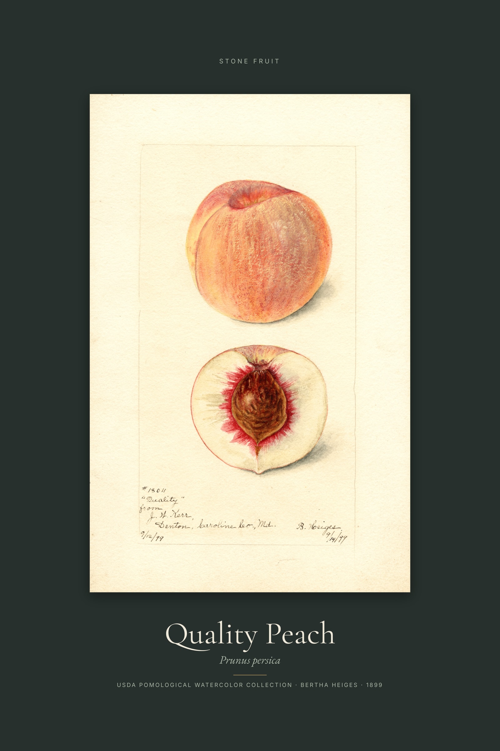 Quality Peach — Specimen