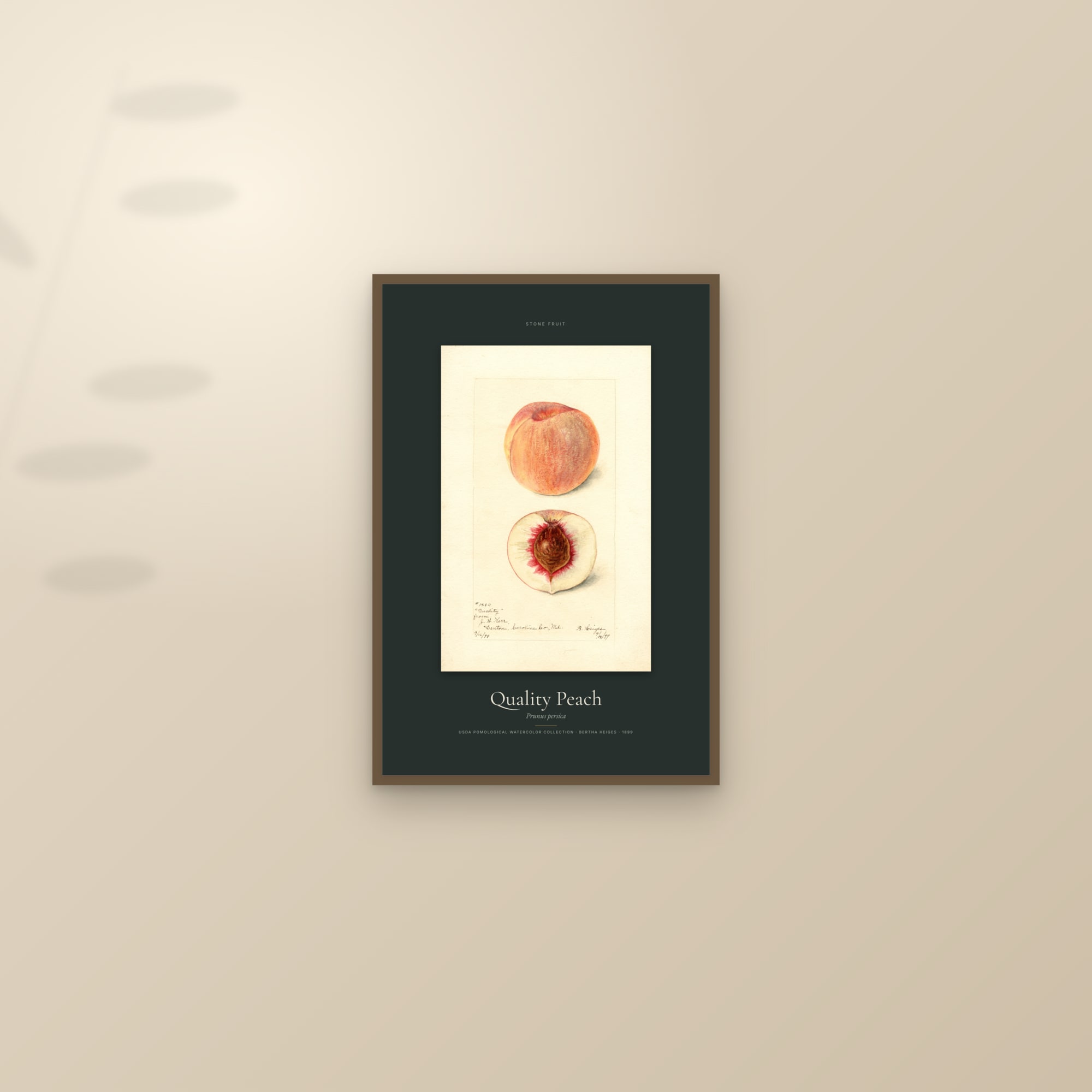 Quality Peach — Specimen — framed and styled on a sunlit wall