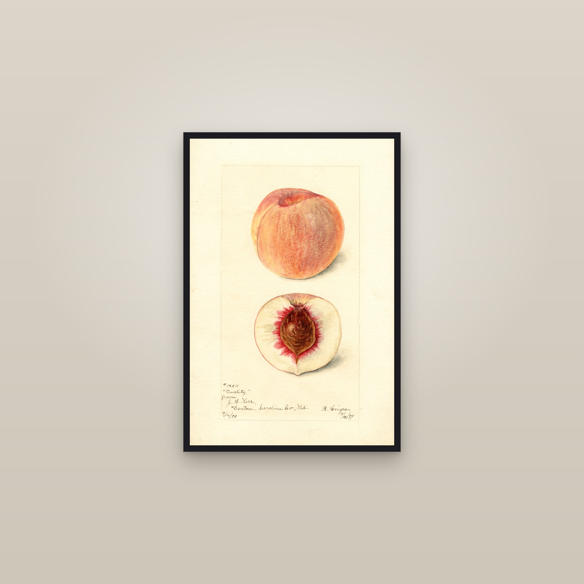 Quality Peach — framed in a gallery setting