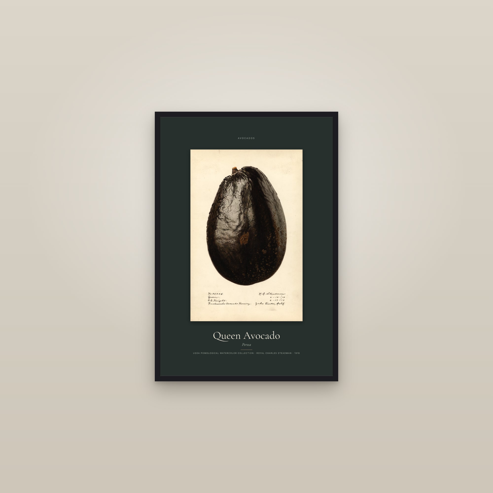 Queen Avocado — Specimen — framed in a gallery setting