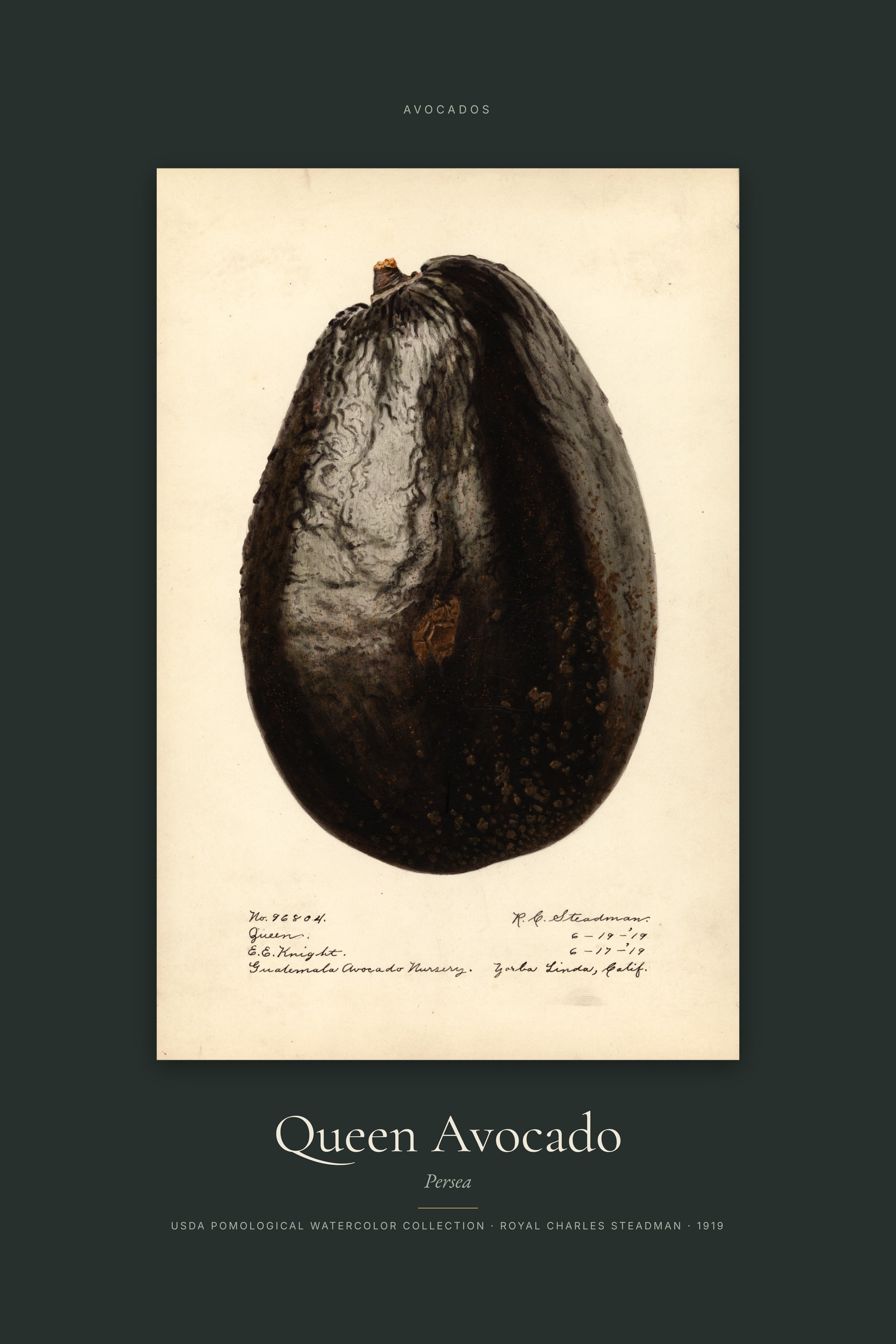 Queen Avocado — Specimen