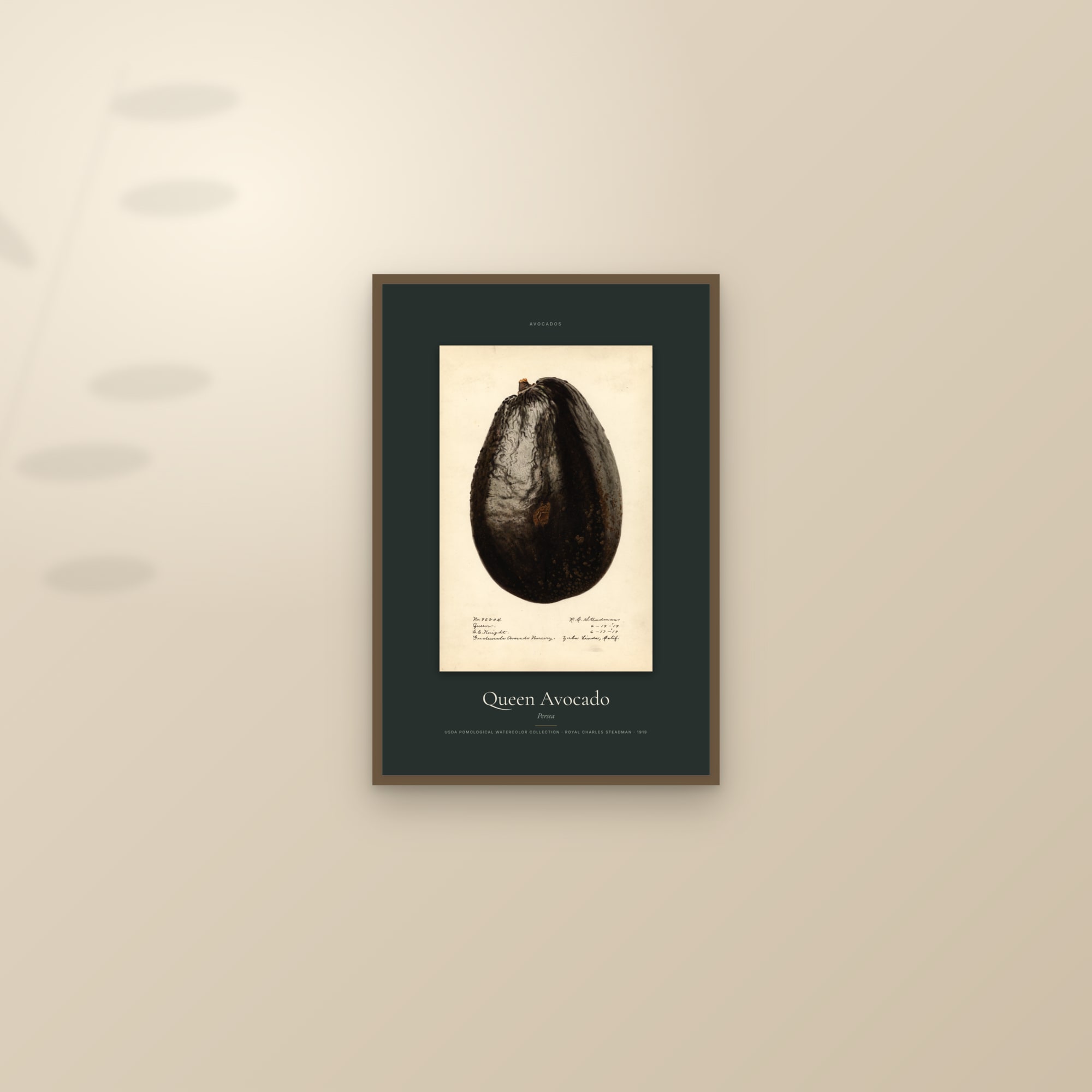 Queen Avocado — Specimen — framed and styled on a sunlit wall