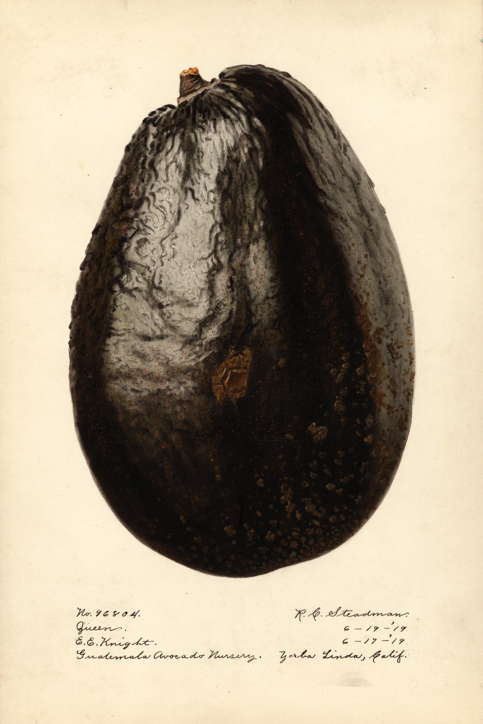 Queen Avocado