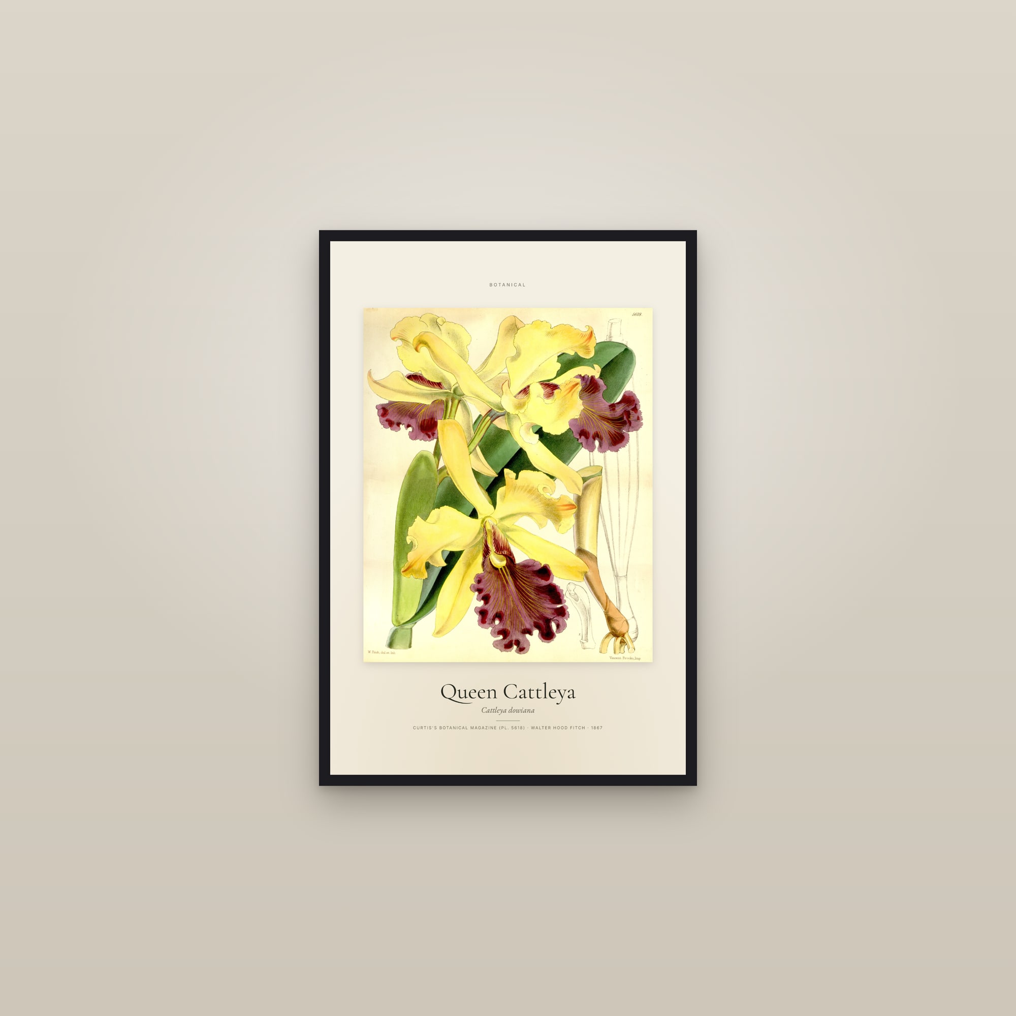 Queen Cattleya — Specimen — framed in a gallery setting