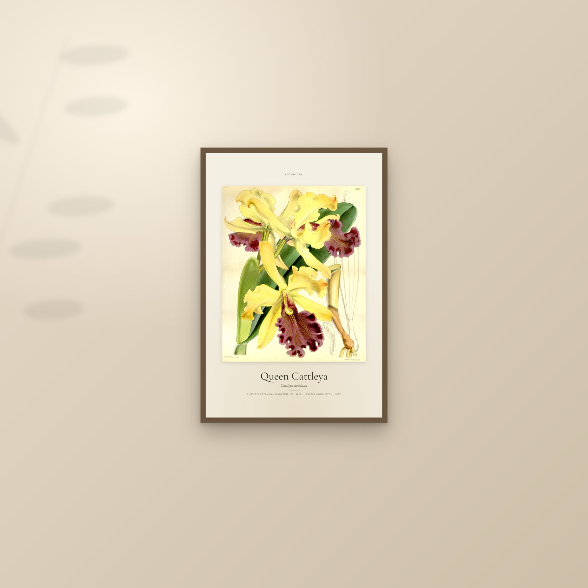 Queen Cattleya — Specimen — framed and styled on a sunlit wall