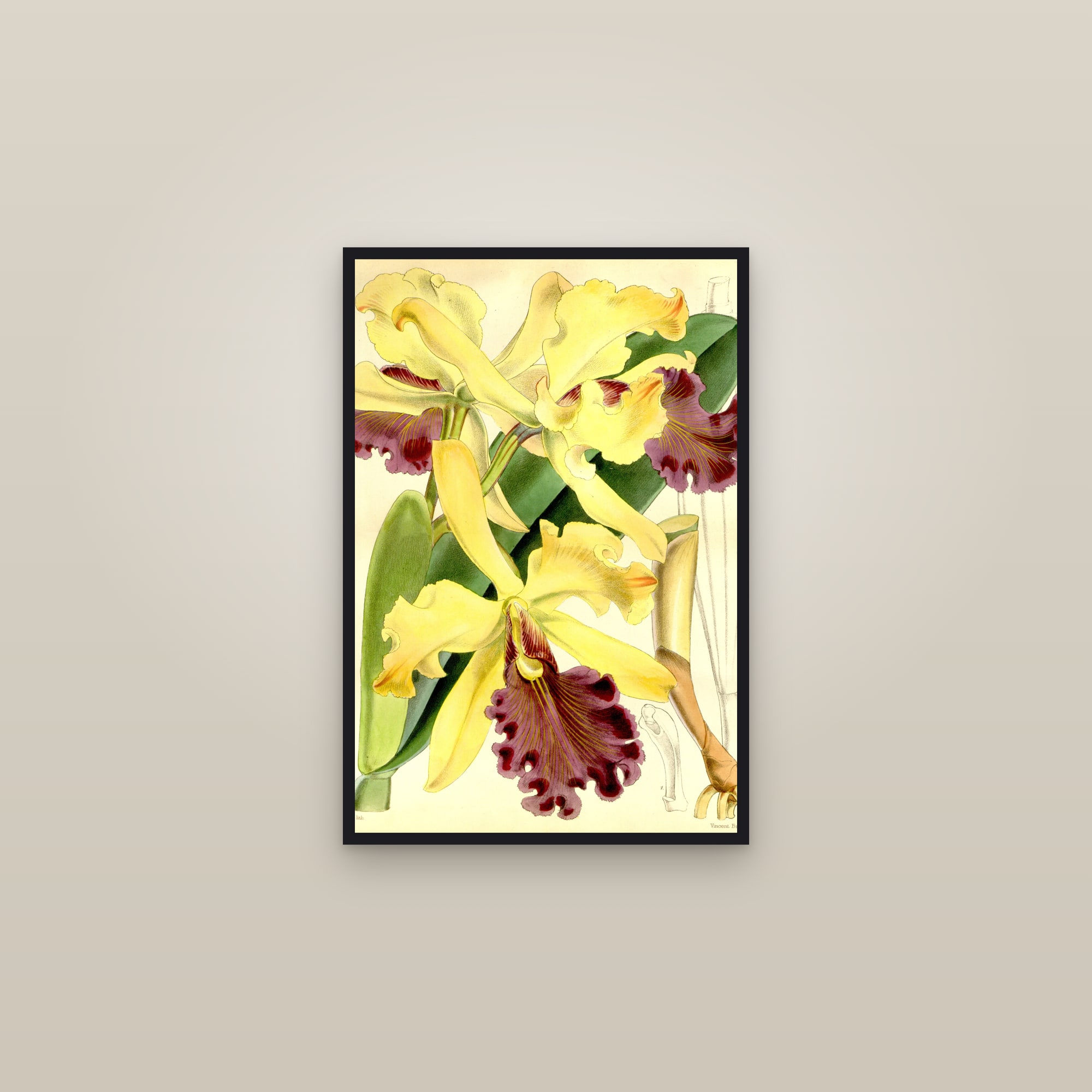 Queen Cattleya — framed in a gallery setting