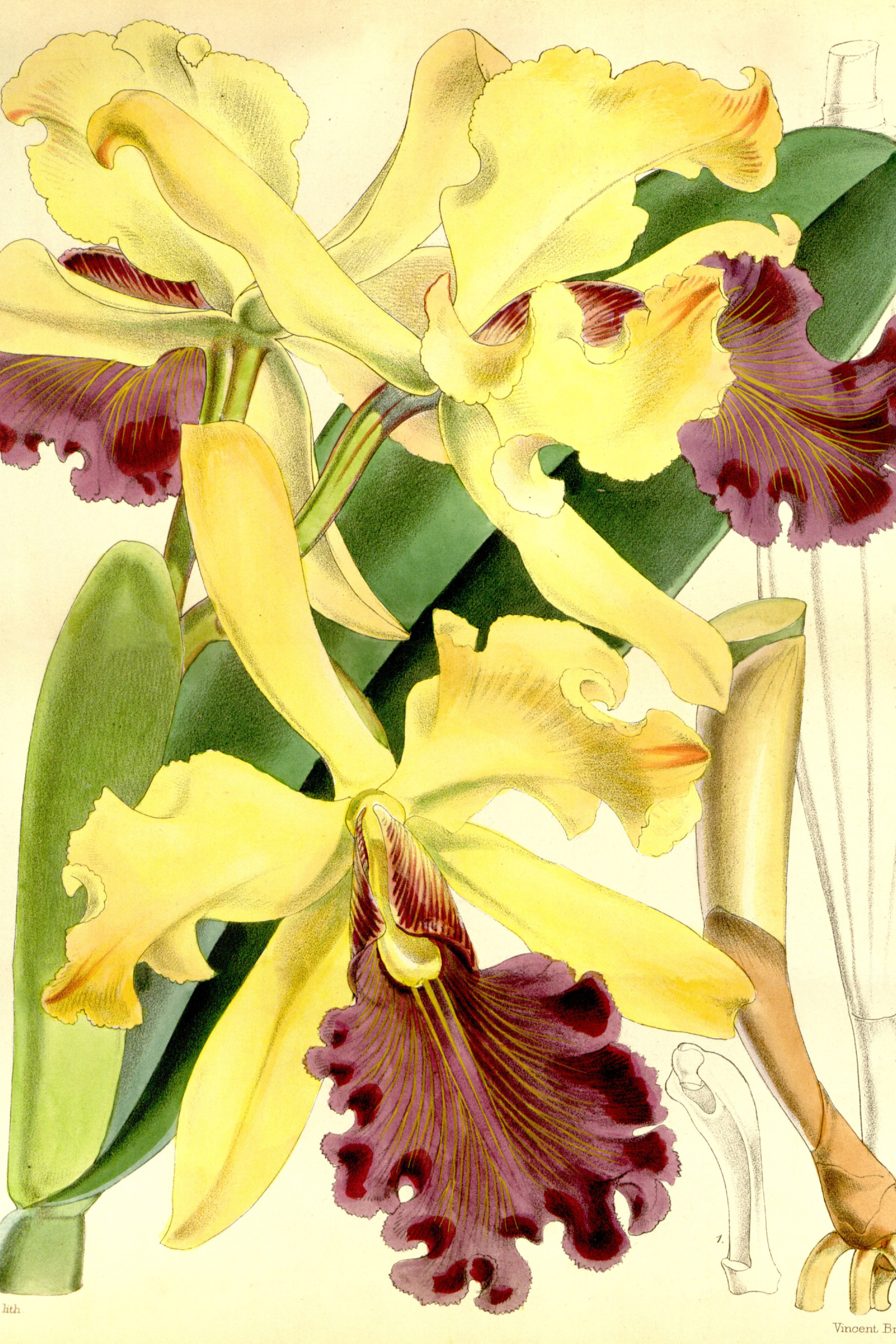Queen Cattleya