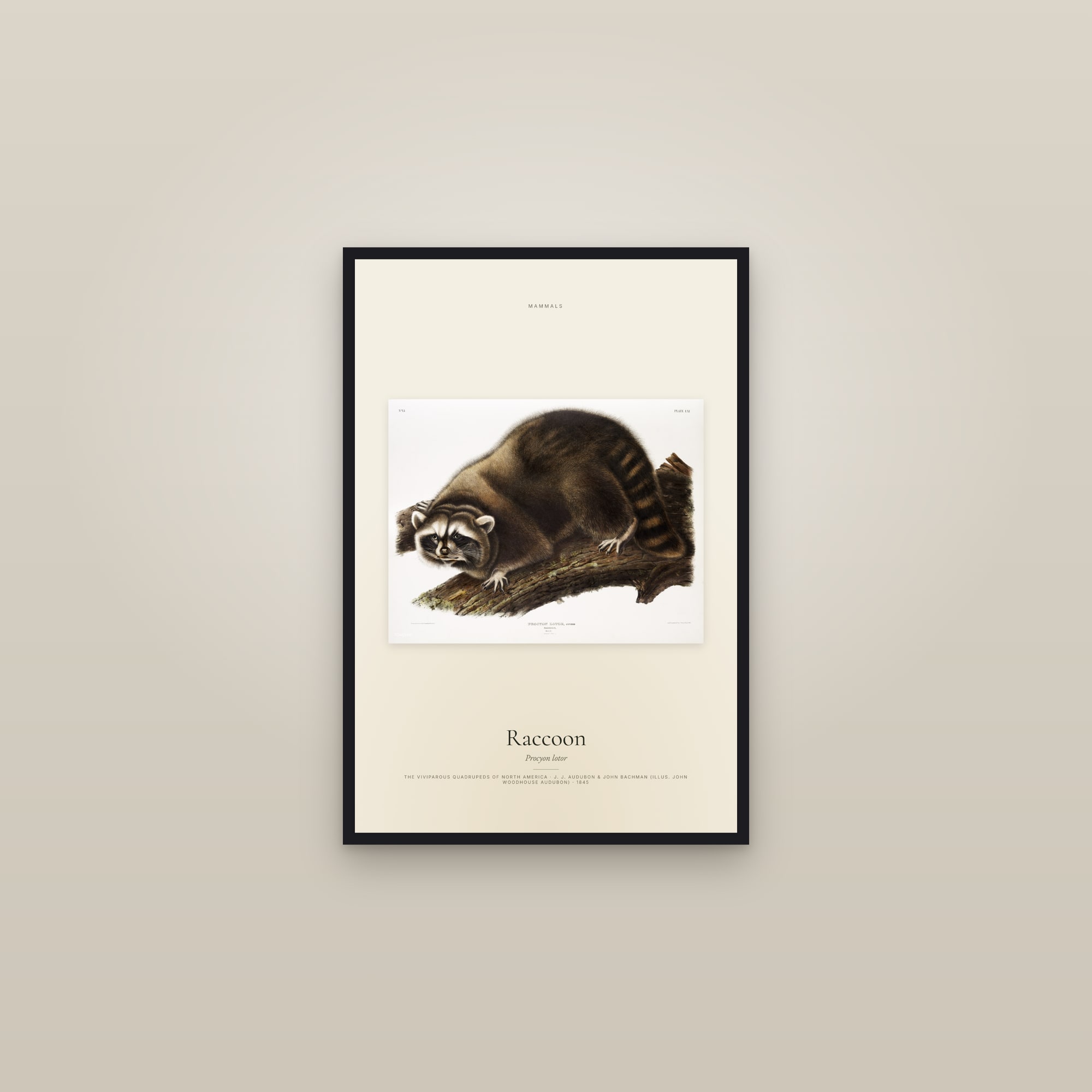 Raccoon — framed in a gallery setting