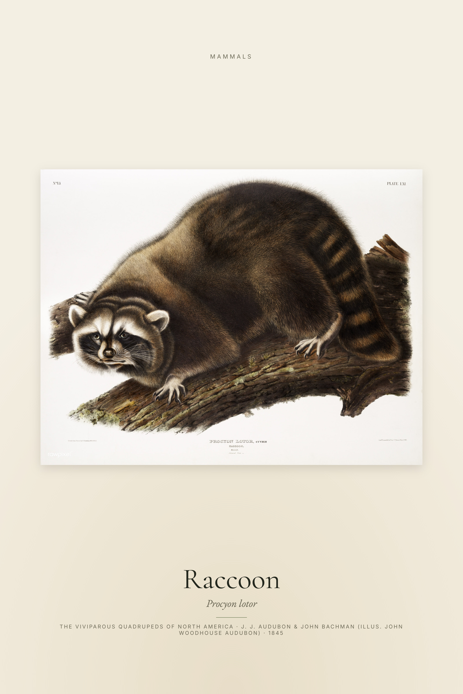 Raccoon
