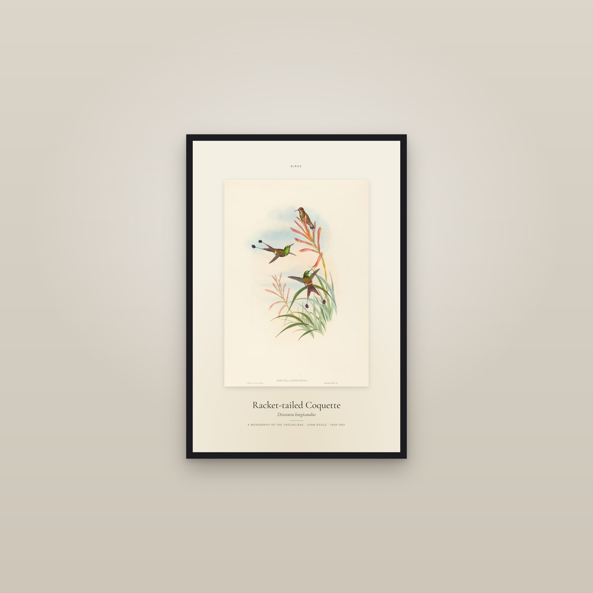 Racket-tailed Coquette — Specimen — framed in a gallery setting