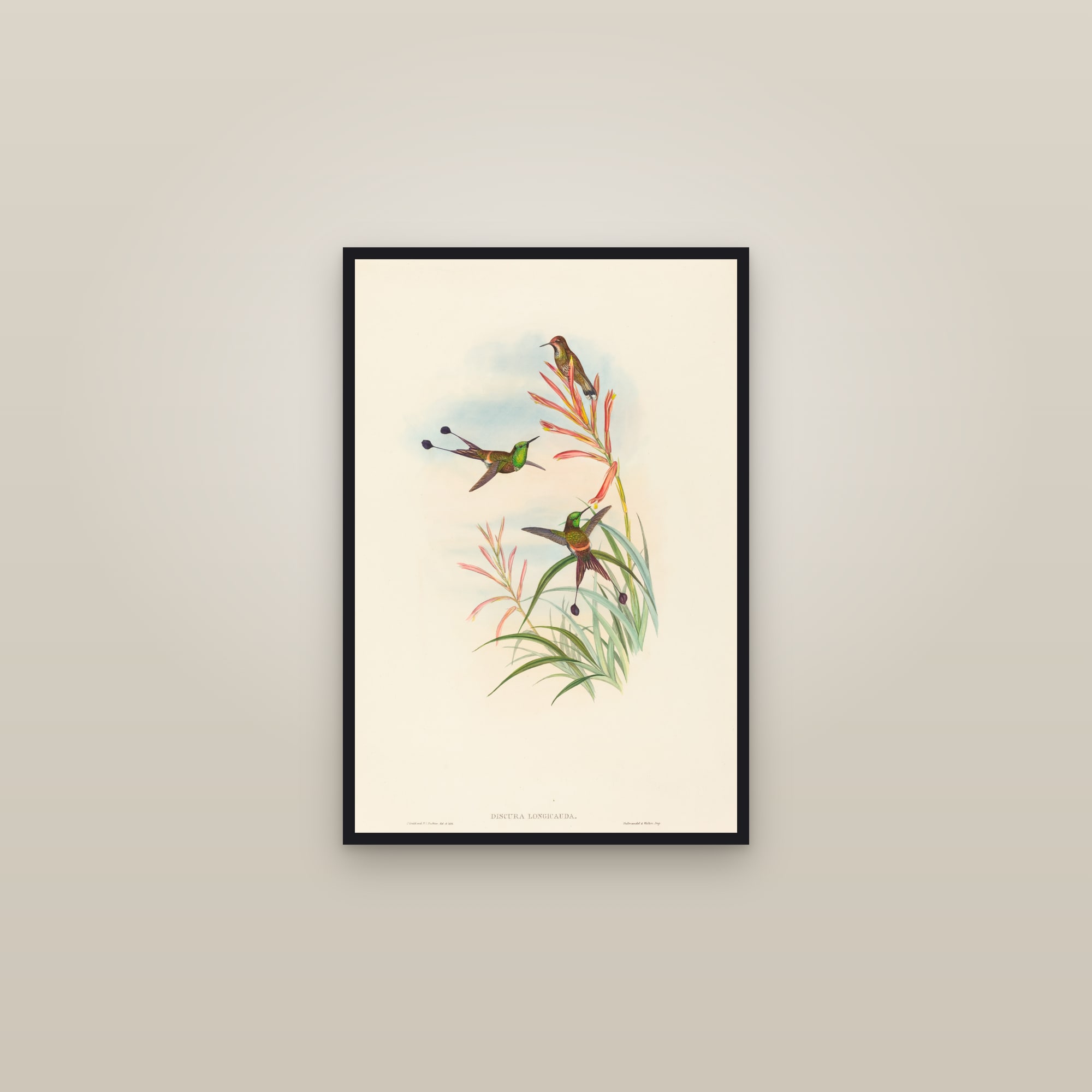 Racket-tailed Coquette — framed in a gallery setting