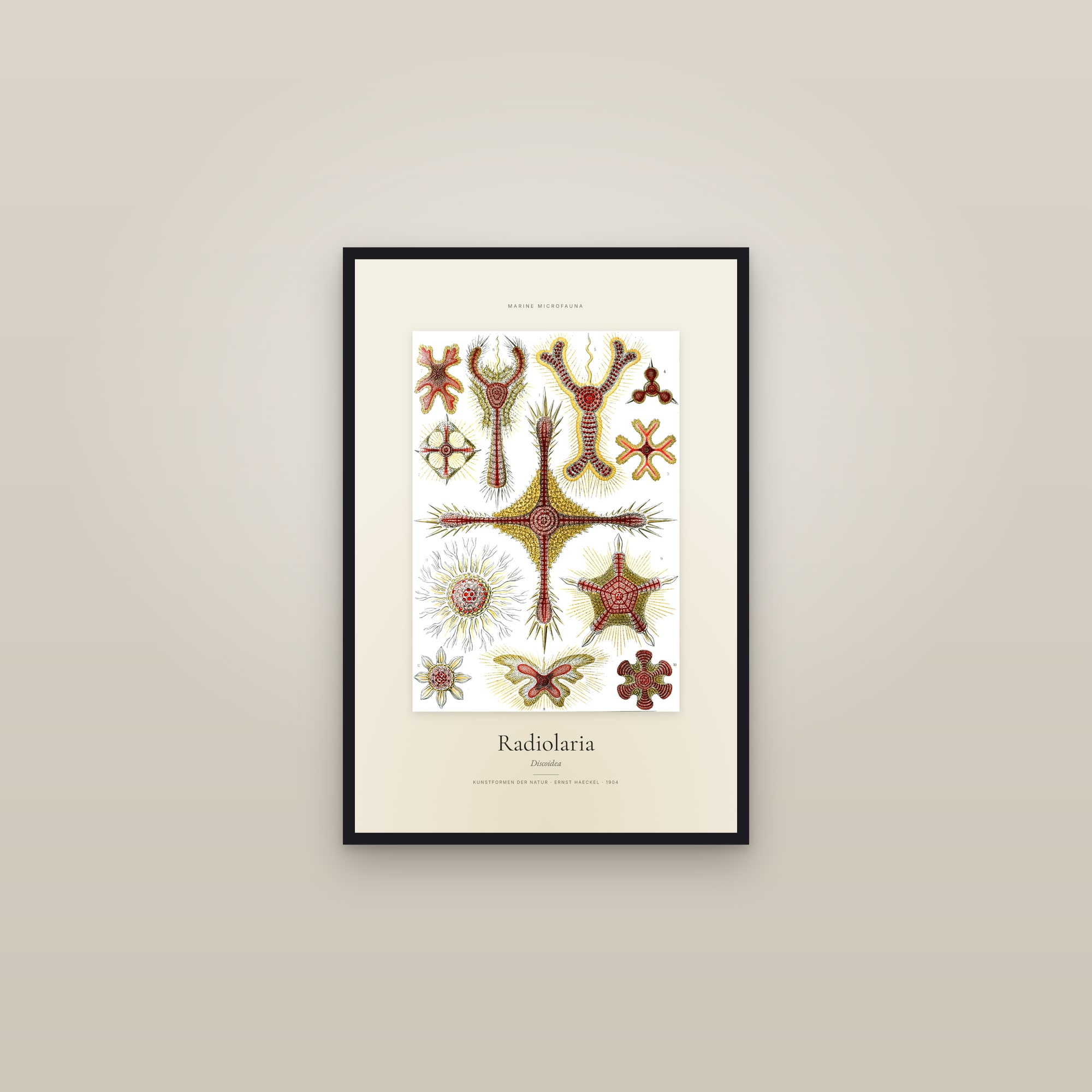 Radiolaria — Specimen — framed in a gallery setting