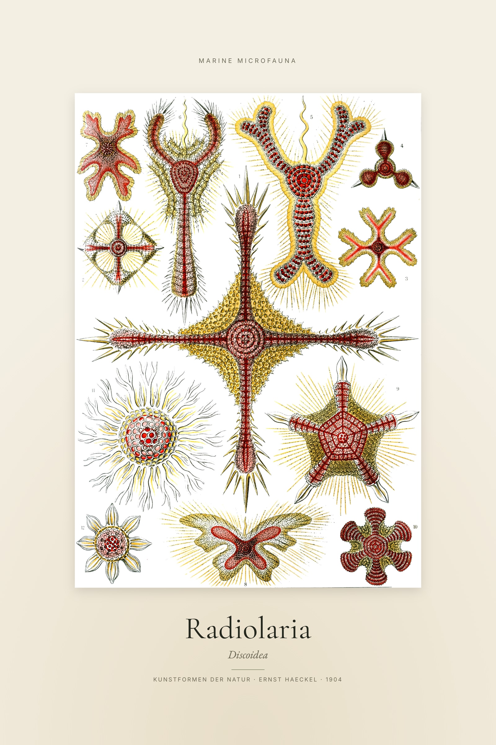 Radiolaria — Specimen