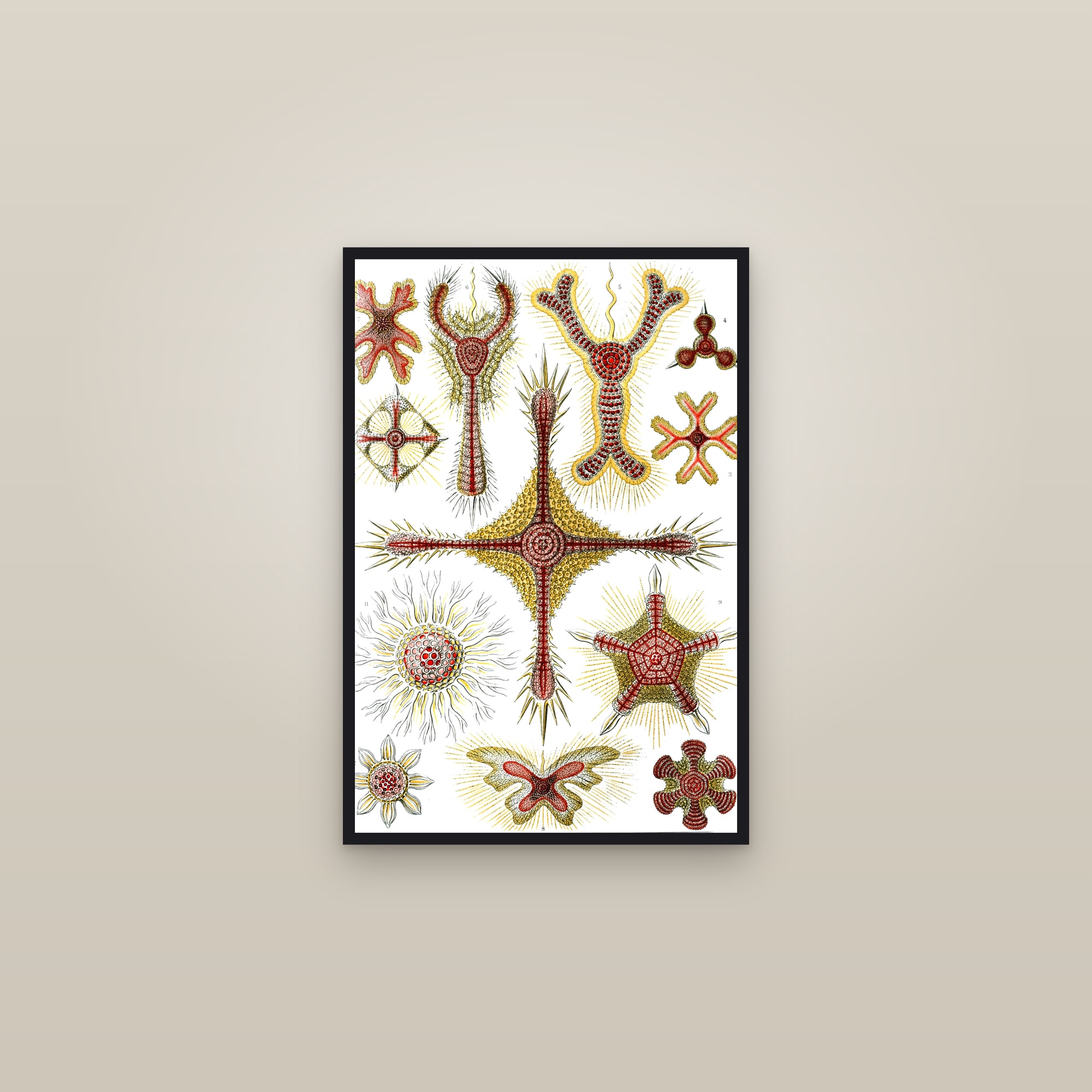 Radiolaria — framed in a gallery setting