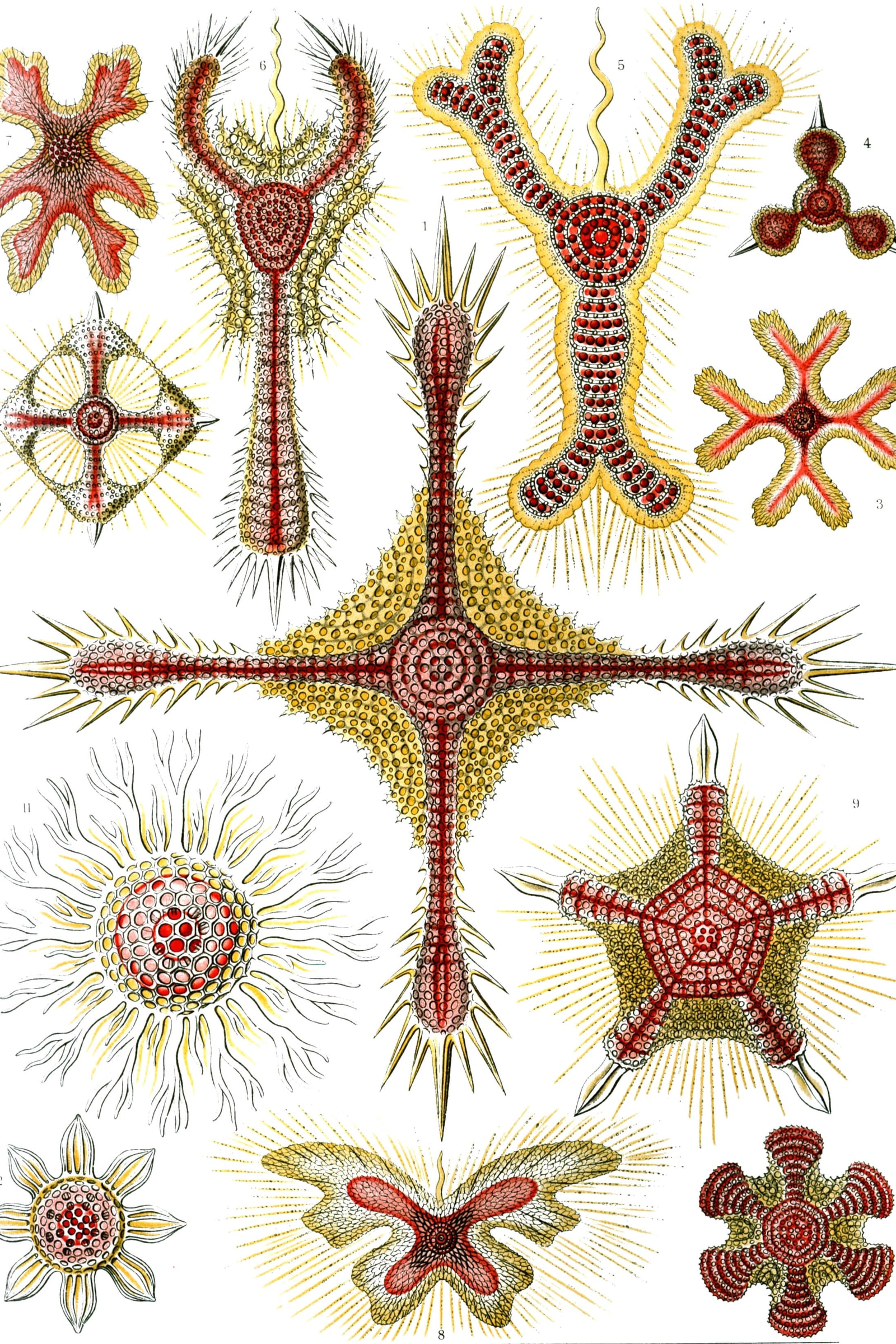 Radiolaria