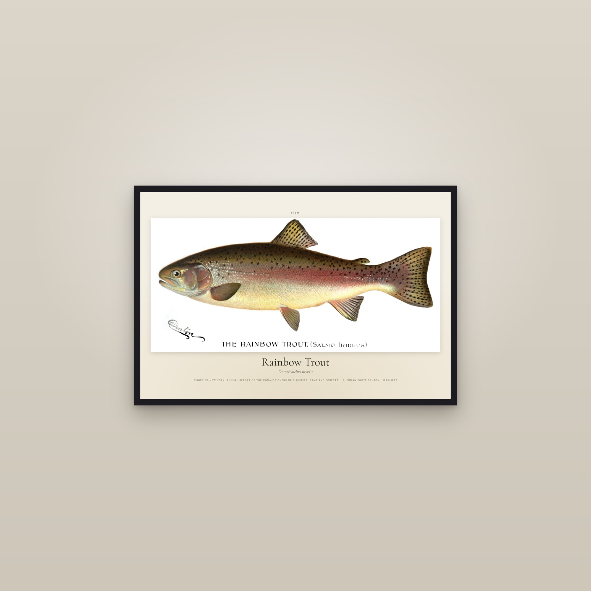 Rainbow Trout — framed in a gallery setting