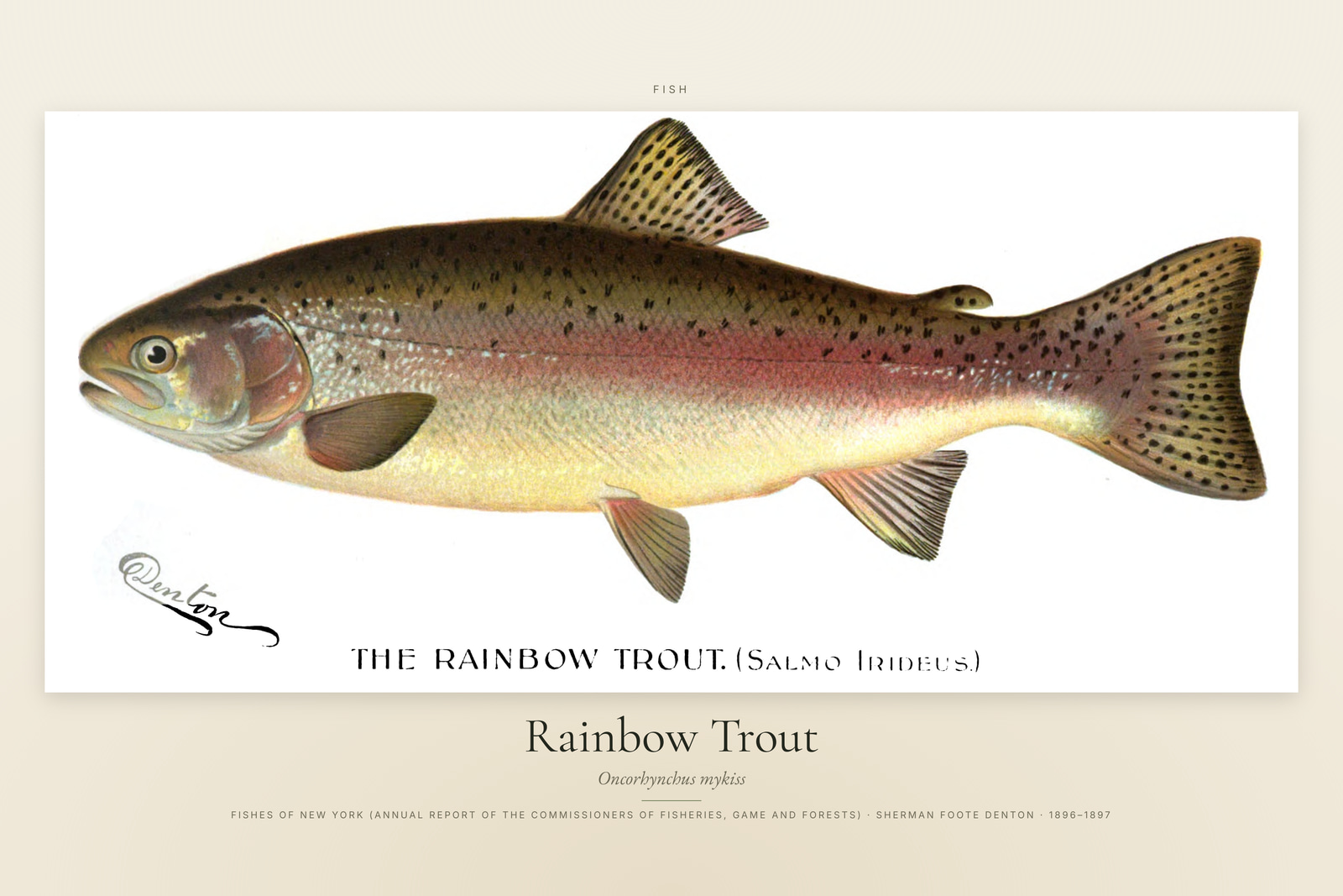 Rainbow Trout