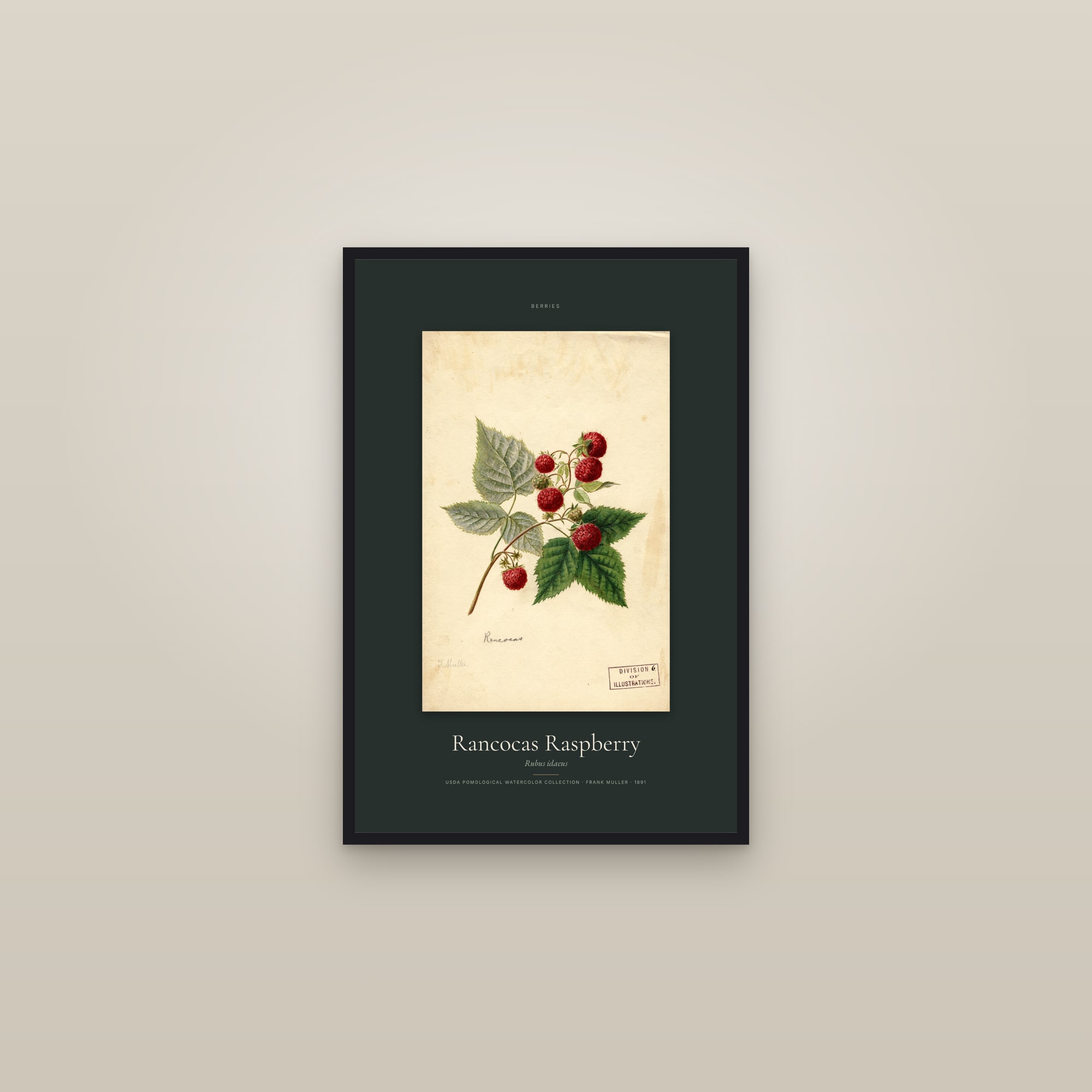 Rancocas Raspberry — Specimen — framed in a gallery setting