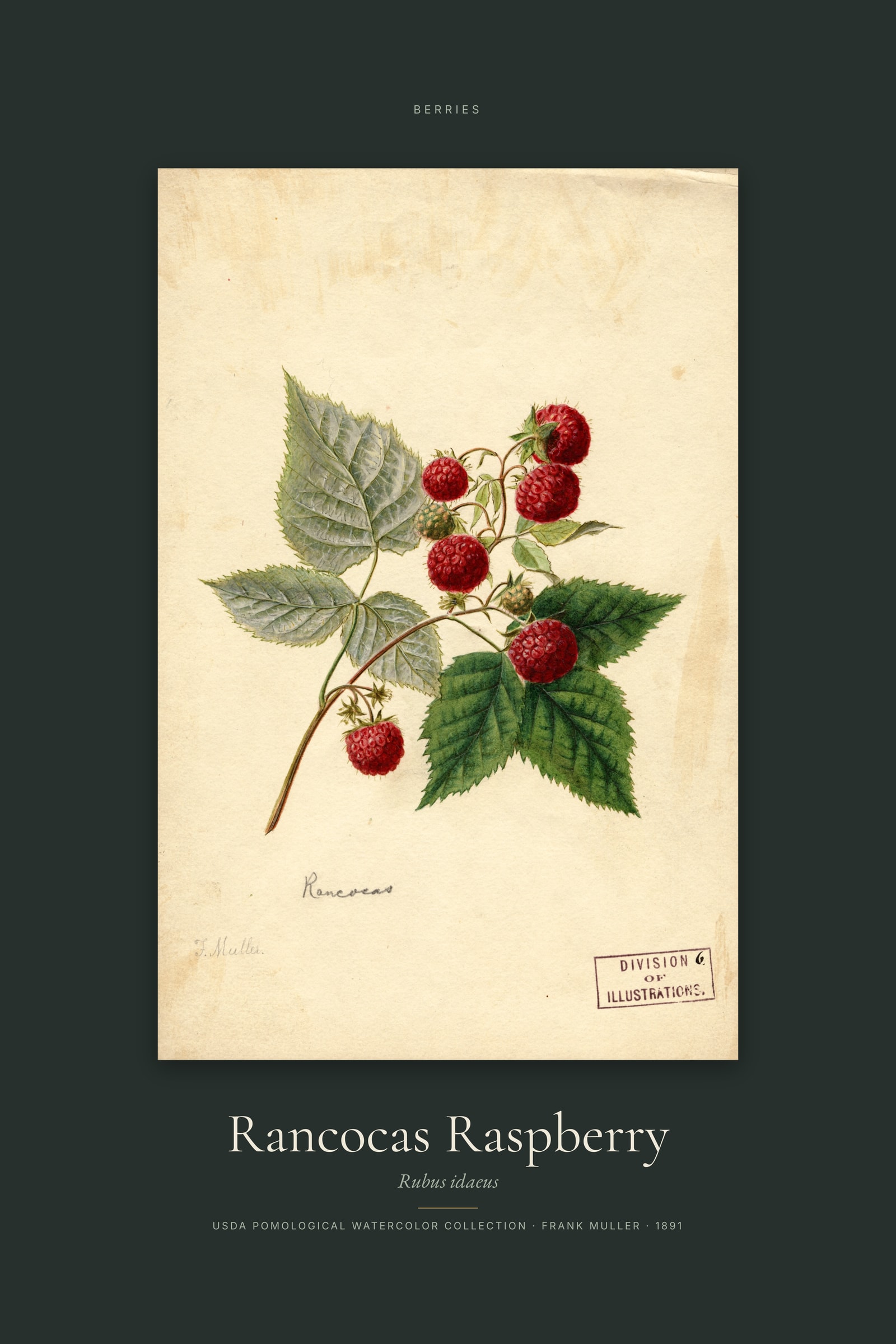 Rancocas Raspberry — Specimen