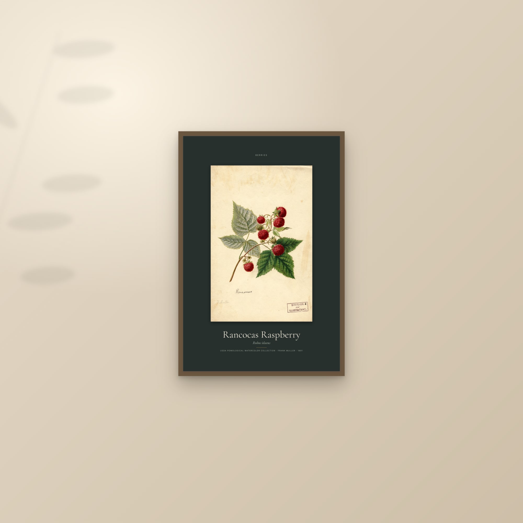 Rancocas Raspberry — Specimen — framed and styled on a sunlit wall