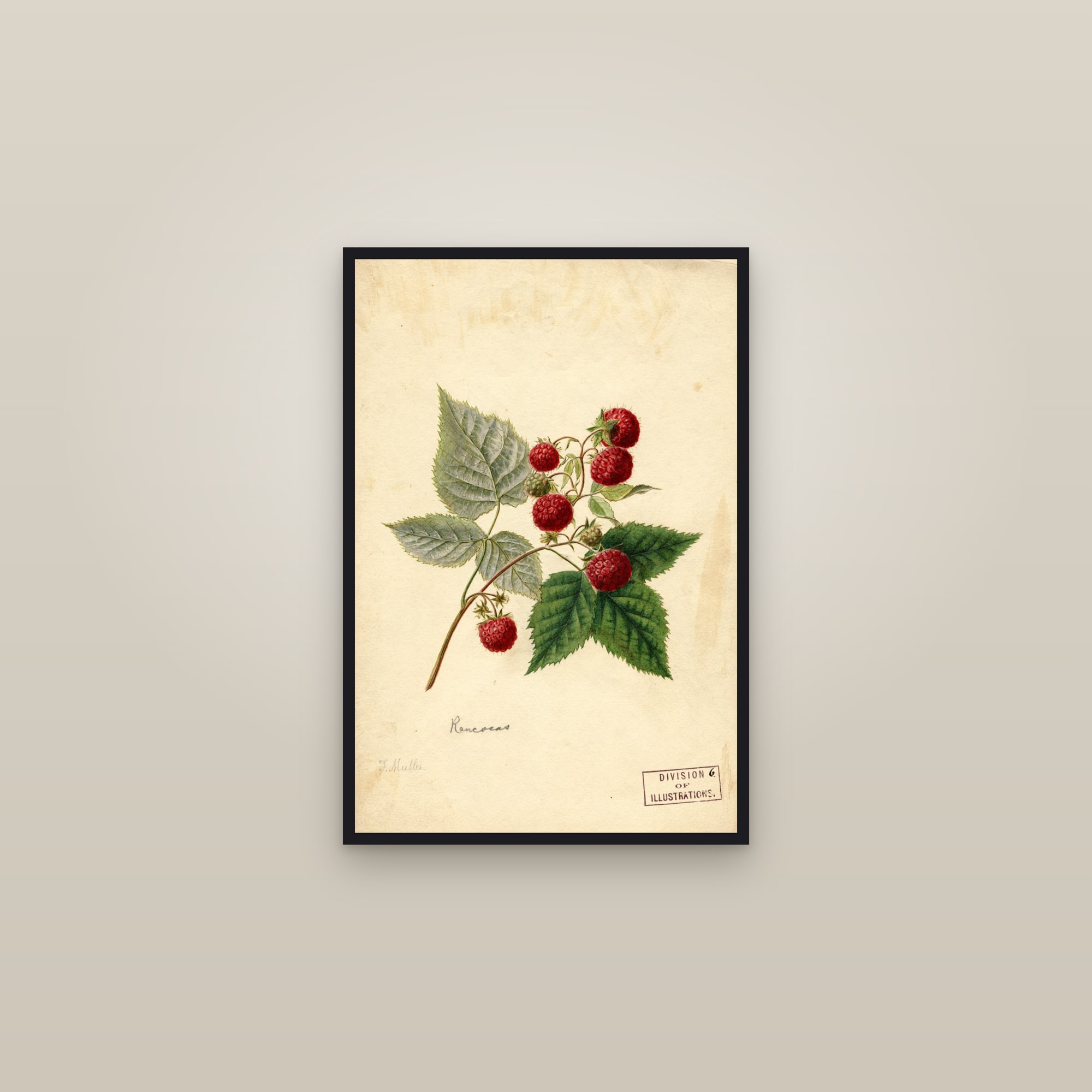 Rancocas Raspberry — framed in a gallery setting