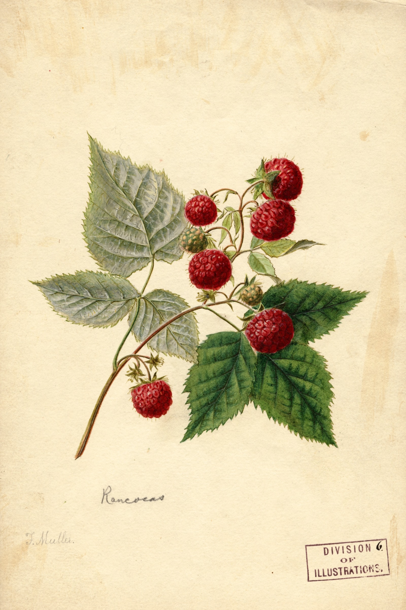 Rancocas Raspberry